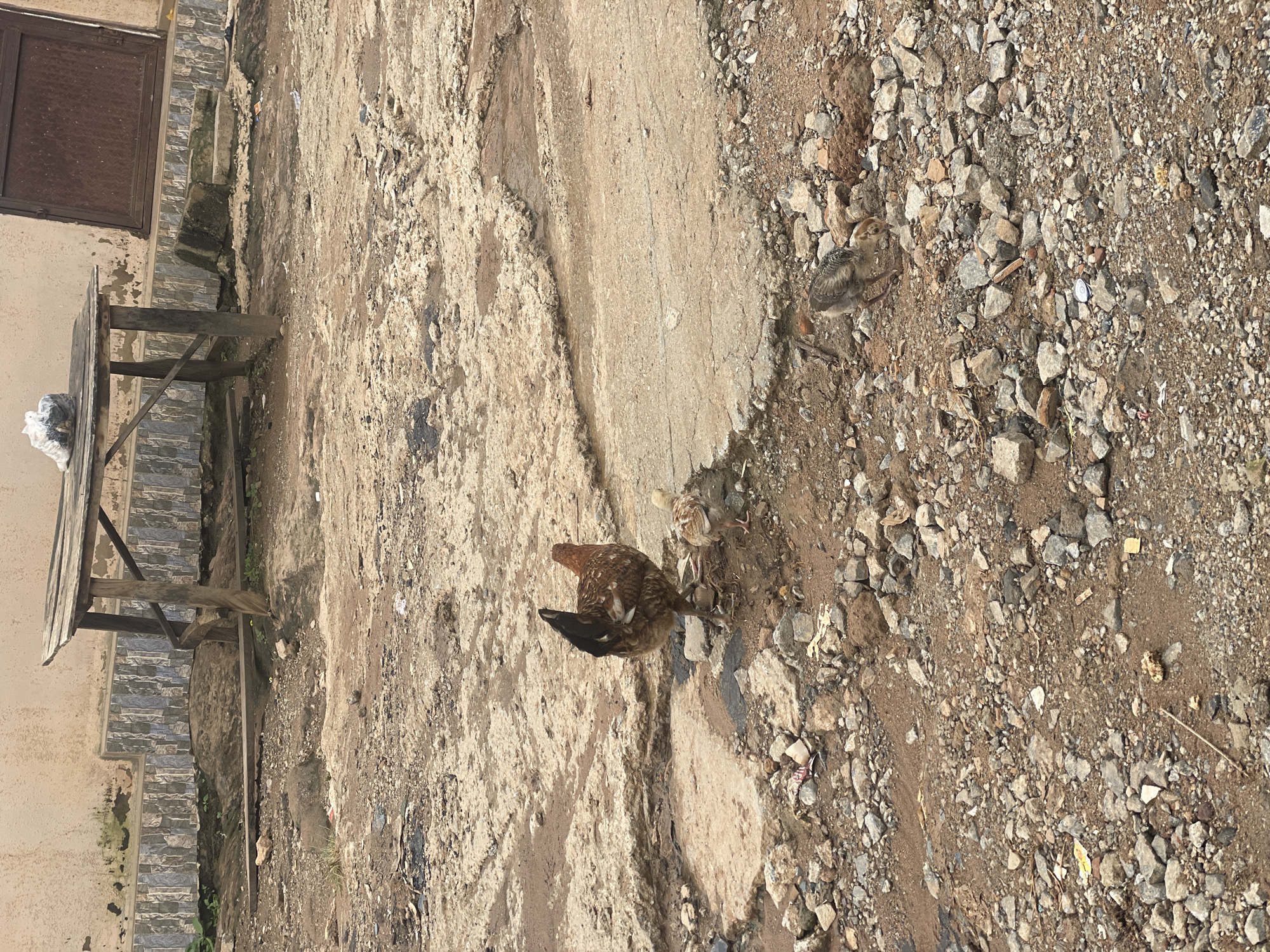 In a dirt and gravel lot in Kurunduma, Nigeria, a brown hen stands facing away from the camera, its tail feathers prominent. Beside it, a small chick with speckled brown and white feathers pecks at the ground. To the right, another chick, similar in appearance, is also foraging. In the background, a weathered wooden table with a plastic-wrapped object on top is situated against a light-colored building with a textured, tiled lower section and a dark, corrugated metal door. The ground is uneven, with patches of cracked concrete, scattered stones, and damp areas, indicating a possibly neglected or informal outdoor space.