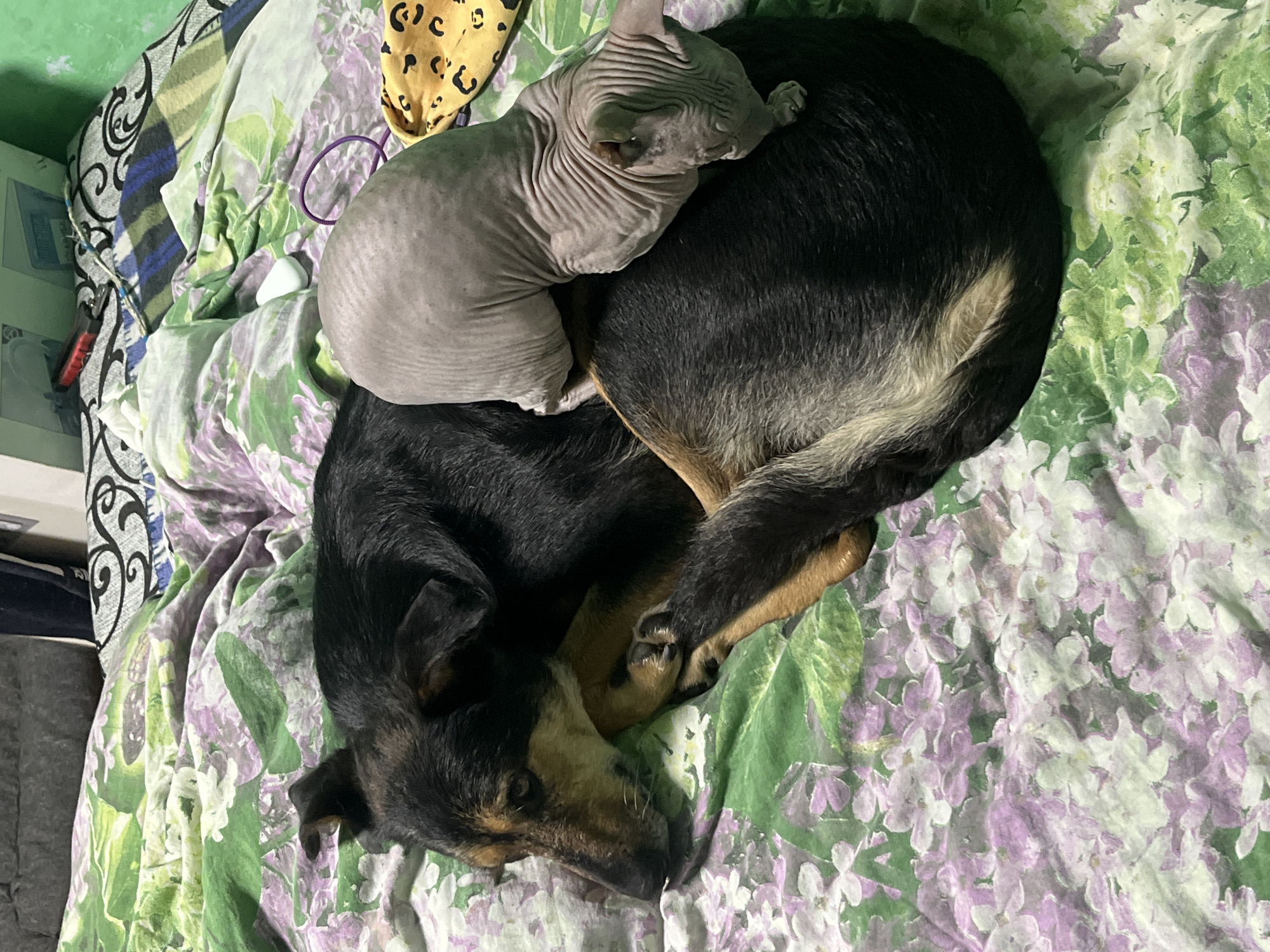 In Nizhny Tagil, Russia, a German Shepherd dog and a Sphynx cat are sleeping together on a bed with a floral-patterned comforter. The dog is lying on its side, with its head resting on its paws. The cat is curled up on the dog's back, also sleeping. The room appears to be a bedroom, with a gray headboard visible in the background. The overall scene conveys a sense of peace and comfort.