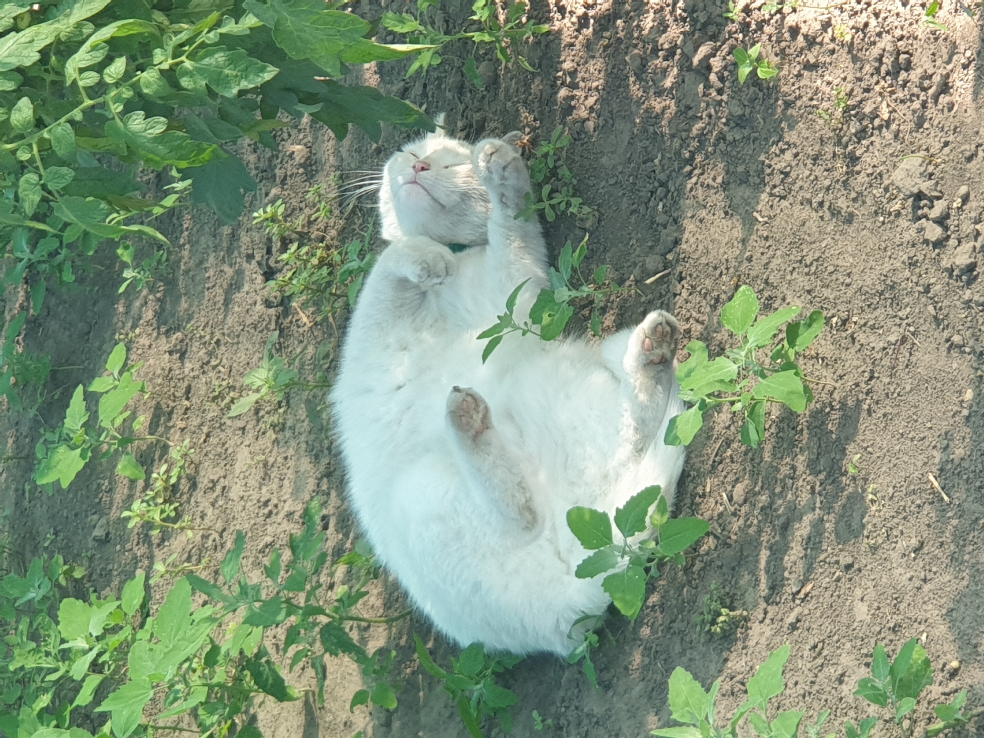A white cat is lying on its back in a garden with green plants. The cat is relaxed and appears to be sleeping. The ground is dry dirt with some small pebbles and scattered leaves. The cat's paws are facing upwards, and its eyes are closed. The cat has a green collar. The surrounding area is covered in vegetation, including what appear to be tomato plants. The lighting suggests it is daytime. The specific location is in Lozovyi Yar, Ukraine.