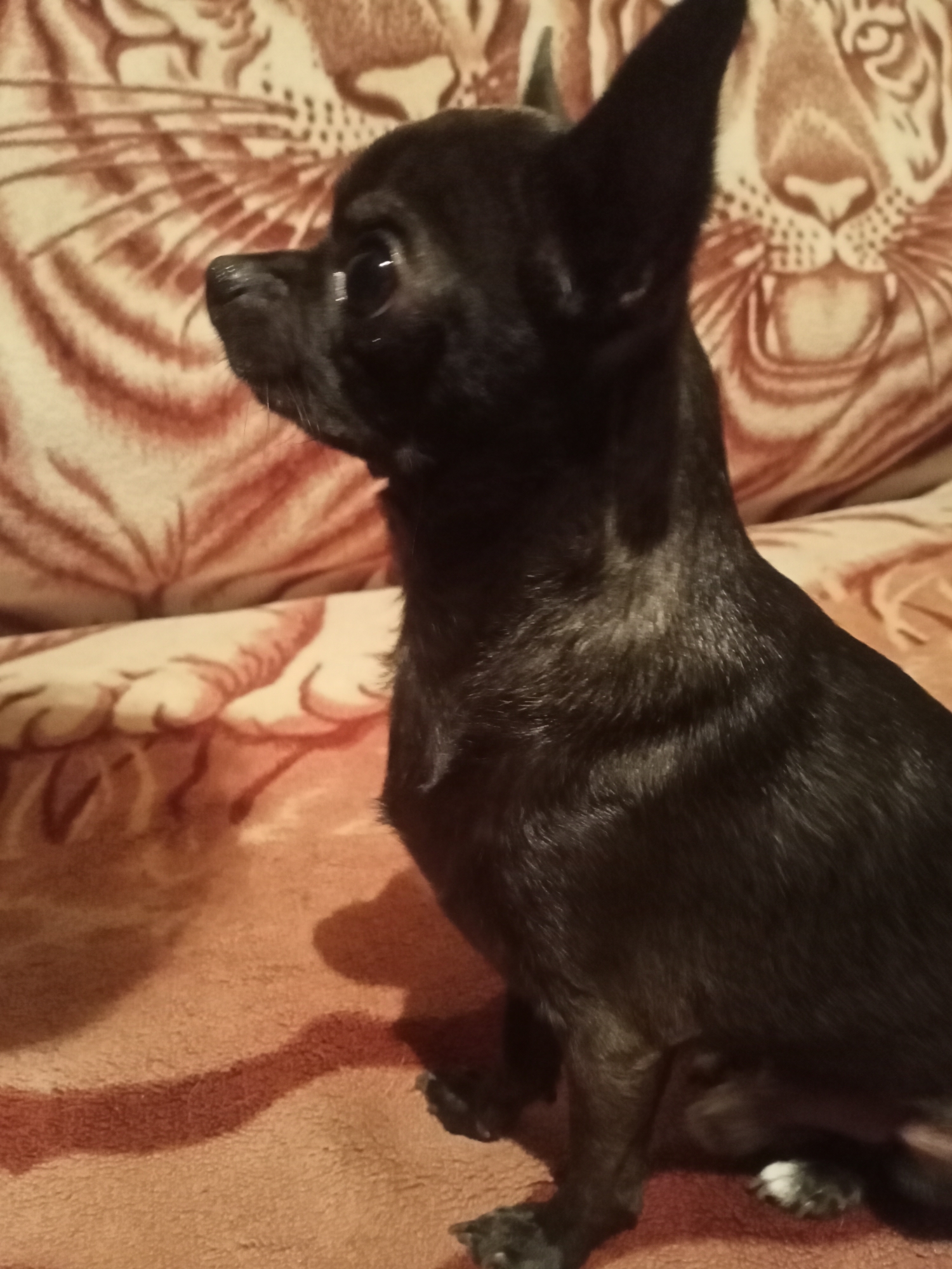 A black chihuahua sits on a brown blanket patterned with tiger stripes. The dog is facing to the left and looking forward. The background is a blurred tiger-striped blanket. The scene is indoors, likely in a home in Sokuluk, Kyrgyzstan.