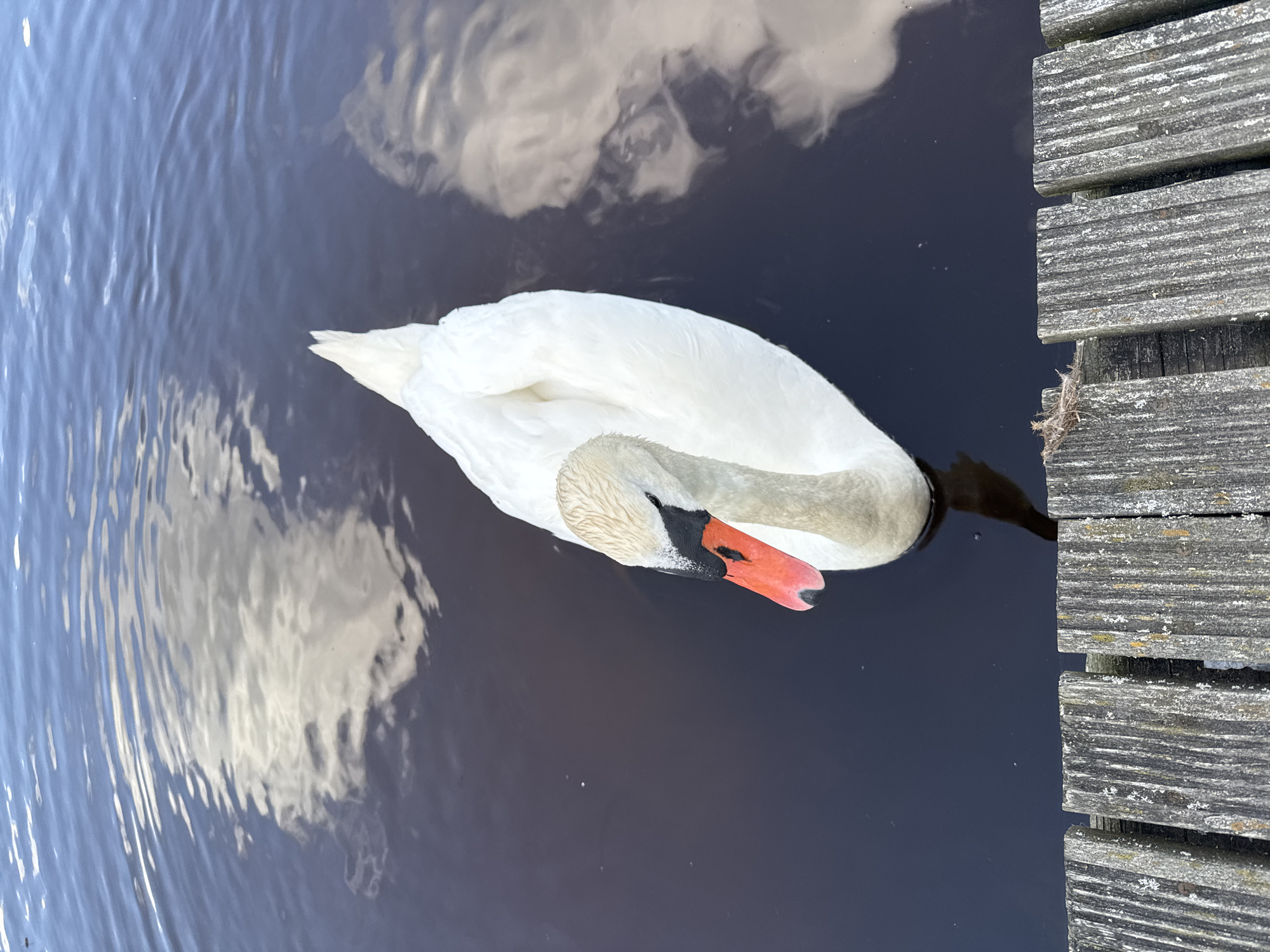 A white swan with an orange beak and black markings is swimming in dark water, with reflections of clouds on the surface. The swan is positioned in the upper right quadrant of the image, facing left. The foreground shows weathered wooden planks, likely part of a dock or pier, with some visible debris. The scene is outdoors, possibly in Jūrmala, Latvia, given the mention of this location, though no specific landmarks identify it as such. The water appears calm with slight ripples.