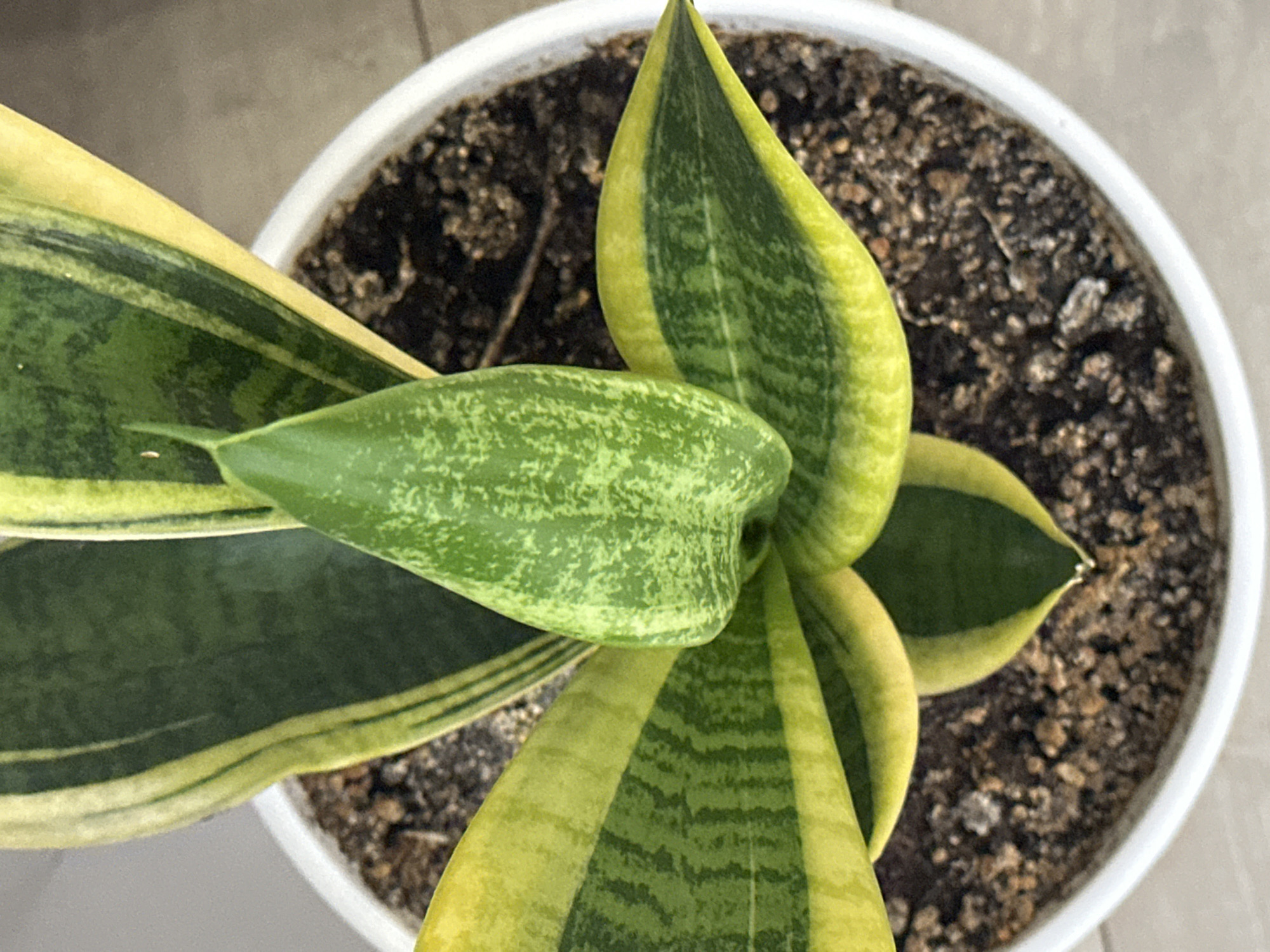 This is a close-up, overhead photograph of a potted snake plant. The plant has broad, stiff leaves with variegated patterns of dark green and yellow. The leaves emerge from the center of the pot and arch outwards. The soil in the pot is dark brown and appears to be a mix of soil and perlite. The pot is white and circular. The background is a neutral, light-colored surface, possibly a table or floor, with a slight texture. There are no people or animals present. The image is well-lit, with natural light illuminating the plant. The photograph was taken in Nevinnomyssk, Russia.