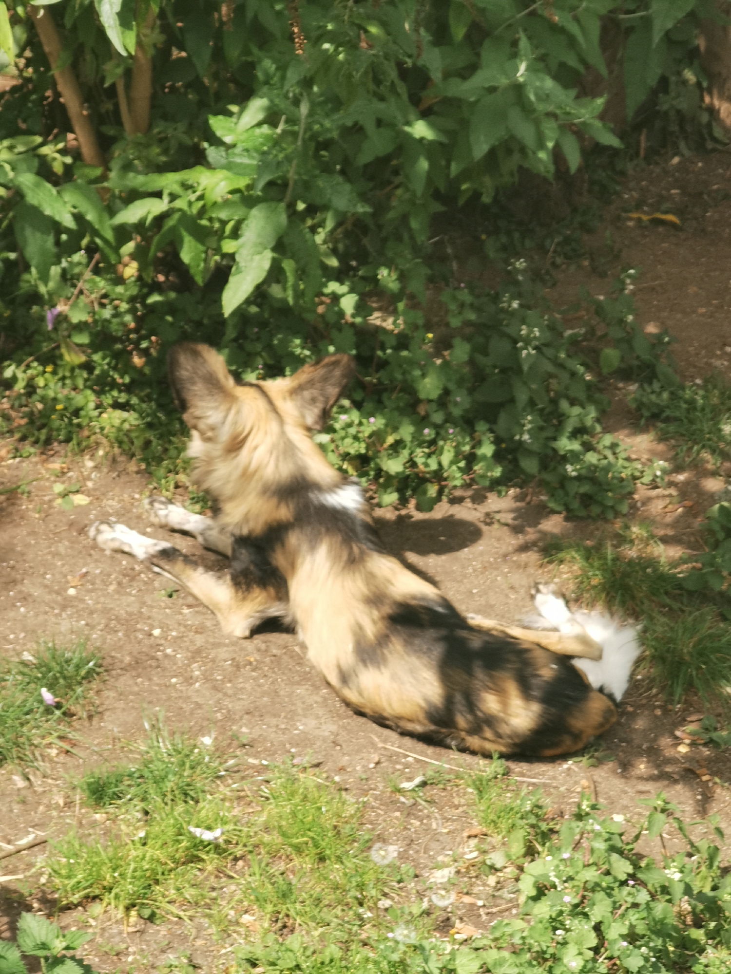 The image shows an African wild dog (Lycaon pictus) resting on bare earth and grass near some green foliage. The dog is lying down, facing away from the viewer. Its coat is a mottled pattern of brown, black, and cream. Its tail is white. The background consists of shrubs and dirt. The location appears to be a zoo enclosure or similar controlled environment.