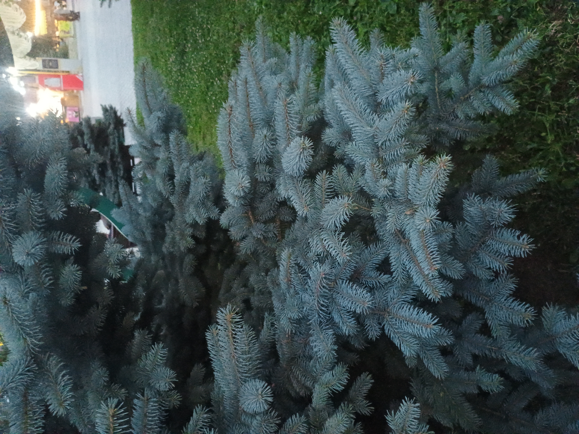 A close-up shot captures the dense, blue-green needles of a spruce tree in Gusar, Azerbaijan. The foreground is dominated by the textured branches, creating a lush, layered effect. In the background, a grassy area leads to a blurred scene of city life, with hints of buildings, lights, and possibly people moving about. The overall impression is one of nature encroaching on an urban environment.