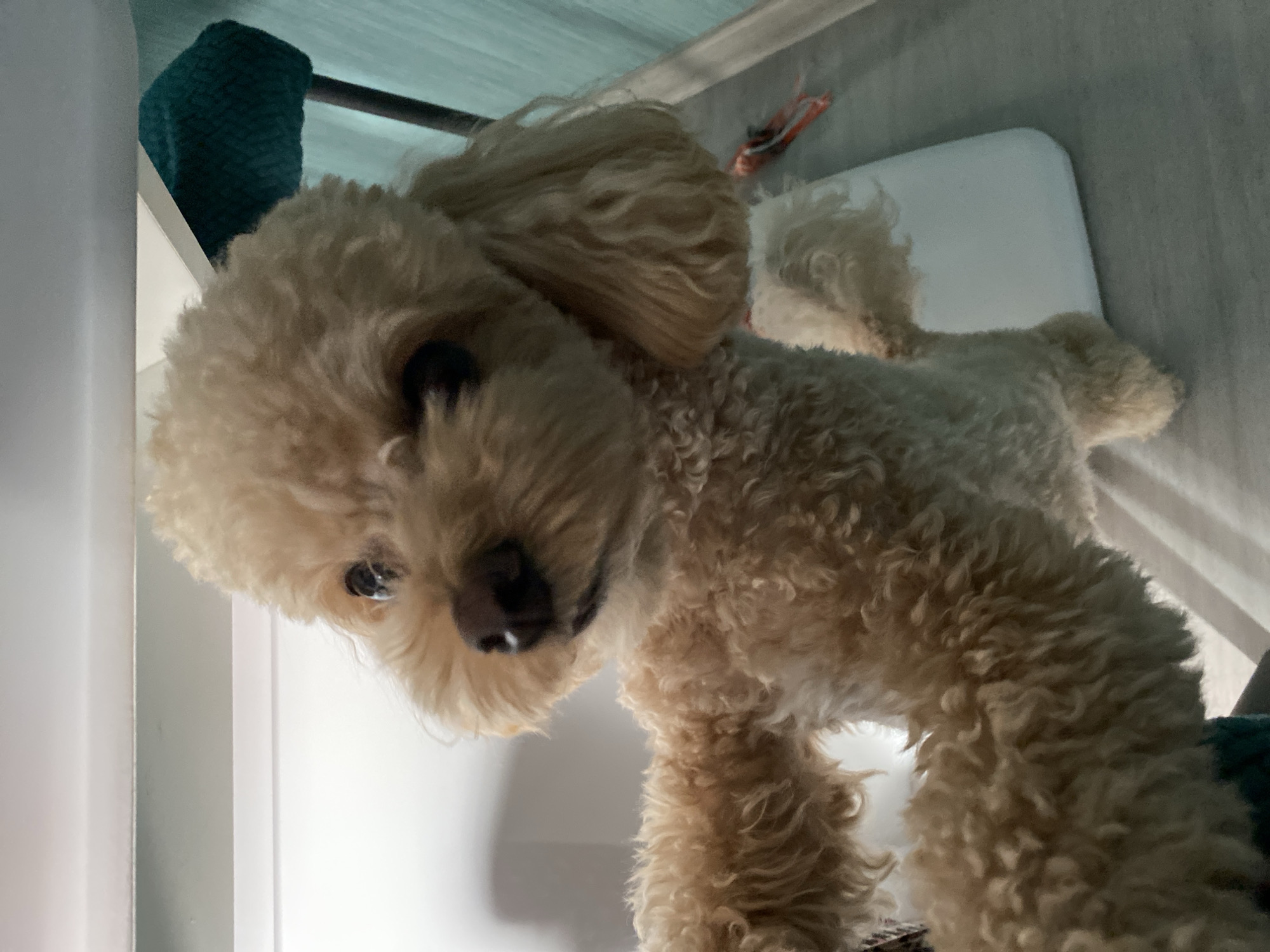 A low-angle, slightly tilted, indoor shot captures a light-colored poodle looking directly at the camera. The poodle's fur is curly and appears fluffy. Its dark eyes are visible, and its nose is dark and slightly damp. The background is somewhat blurred, with hints of white surfaces and a dark rod overhead. To the left, a teal-colored textured object is partially visible. To the right of the poodle's head, a red and white item, possibly a toy, is attached to the rod. The lighting suggests it is daytime, but the interior setting makes it difficult to determine the specific time of day or weather conditions. The overall scene is domestic and casual, with the poodle appearing curious or perhaps playful. There is no visible text in the image.
