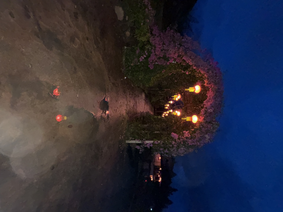 The image displays a night scene in Ban Mai Saha Sampan, Thailand. A narrow, unpaved pathway, appearing wet with several puddles, extends from the foreground into the distance. Overhead, an arched tunnel composed of dense green foliage interwoven with vibrant pink-purple flowers, consistent with bougainvillea, spans the path. Numerous red and yellow cylindrical Chinese-style lanterns are suspended along the underside of this floral archway, providing illumination. Reflections of these lanterns are visible in the puddles on the path. In the mid-ground, the path continues into darkness, with more lanterns discernible. To the right of the archway, a building with illuminated sections is partially visible through trees. The sky is dark blue, indicative of nighttime conditions. No individuals are present in the depicted scene.