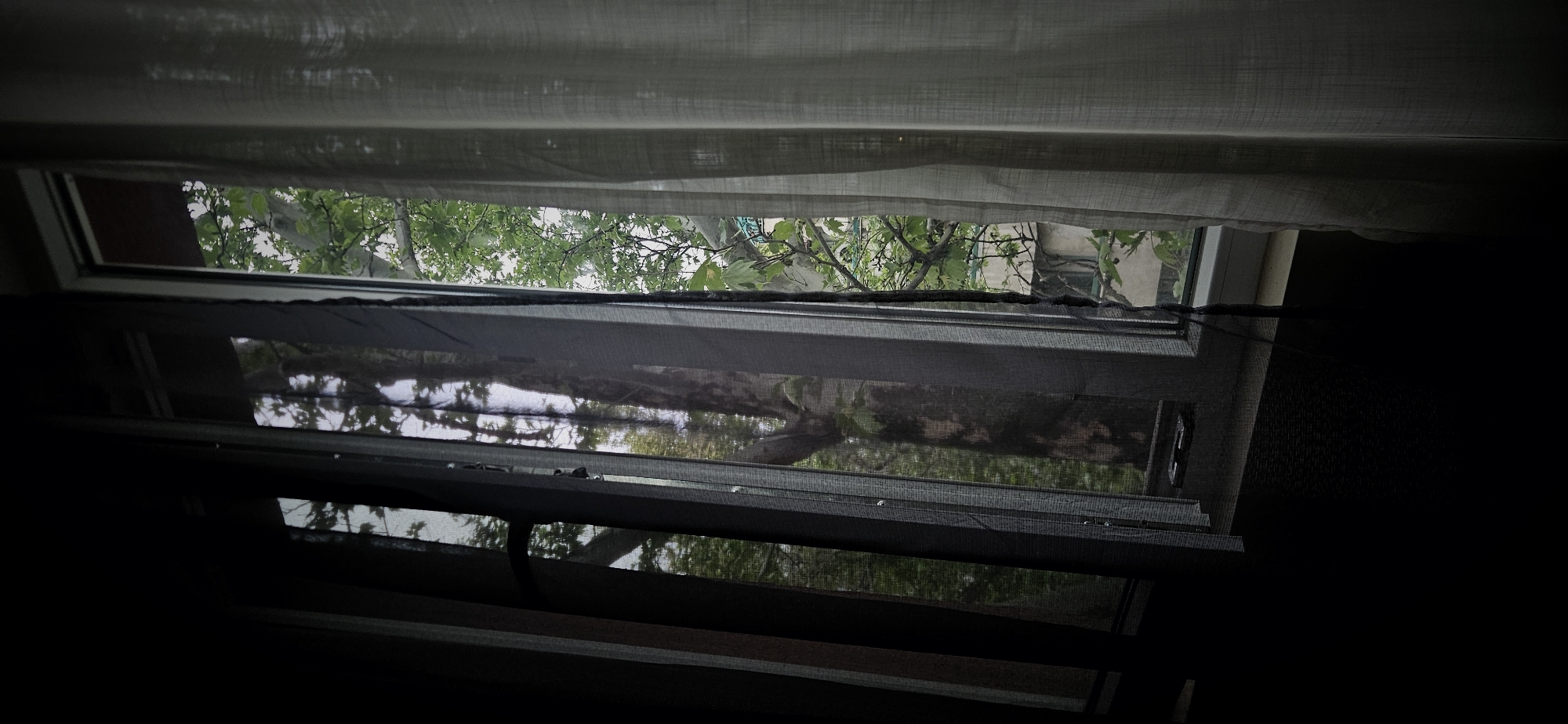 The image presents an upward-looking view from inside a dimly lit room through a window. The top of the frame features light-colored, sheer curtains or blinds, partially drawn. Below these, a section of the window reveals the vibrant green foliage and branches of a tree, set against a bright, diffused sky, suggesting daytime with either an overcast sky or dense tree canopy.
Further down, darker, possibly mesh or net, blinds are partially extended, creating a layered effect with some transparency. These blinds show reflections of the outdoor greenery. A black cord or strap is visible near the upper edge of these darker blinds. The interior of the room, particularly the lower and right sections, is cast in deep shadow, providing a stark contrast to the brighter exterior. No specific activities or events are taking place, and no people or visible text are present. The scene offers a serene, natural view framed by the window, conveying a sense of quiet observation. The architectural elements briefly visible behind the foliage in some sections appear to be light-colored walls, potentially part of an urban or courtyard setting.