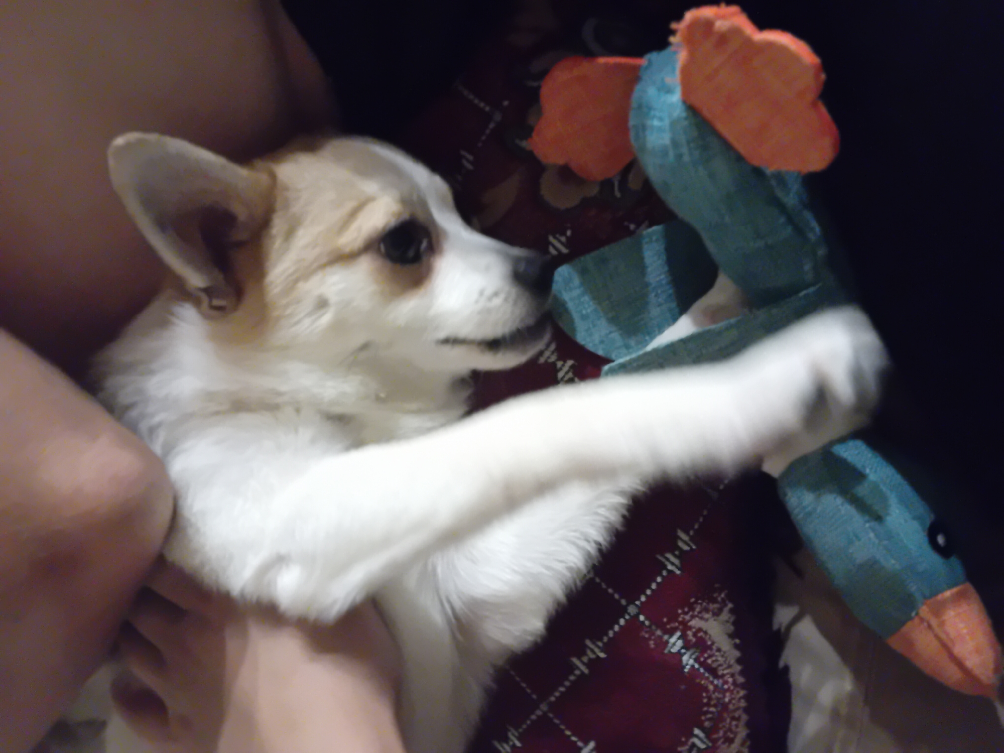 The image shows a close-up of a white and tan dog lying down and interacting with a blue and orange toy duck. The dog's body is mostly white with tan markings on its head and ears. Its eyes are dark and it appears to be looking at the toy. The toy duck is stylized with a blue body and orange accents for its head and feet. The dog's paws are on the toy. The dog is resting on a red patterned surface, possibly a blanket or cushion, and there are dark areas in the background suggesting it is indoors. There are also parts of human legs visible at the top of the image, indicating a person is present with the dog. The image does not contain information about the specific location in Chuhuiv, Ukraine.