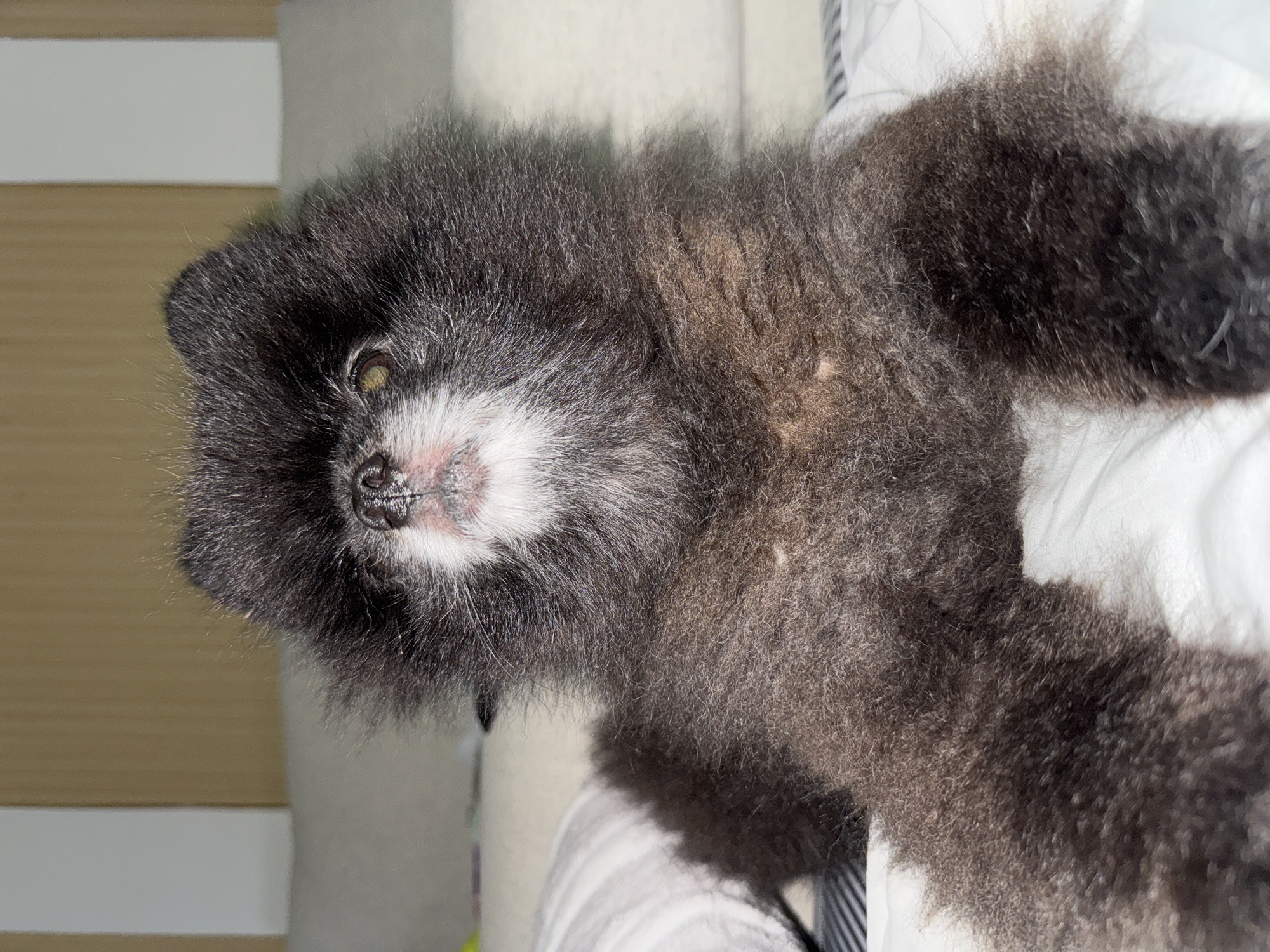A close-up, high-angle shot depicts a small, black and gray fluffy dog with a white muzzle. The dog is lying down, its head turned to the side, with one visible yellowish eye. The dog is on a white and striped surface, possibly a bed. The background includes a light-colored surface with vertical lines. The location is presumably in Kathu, Thailand.
