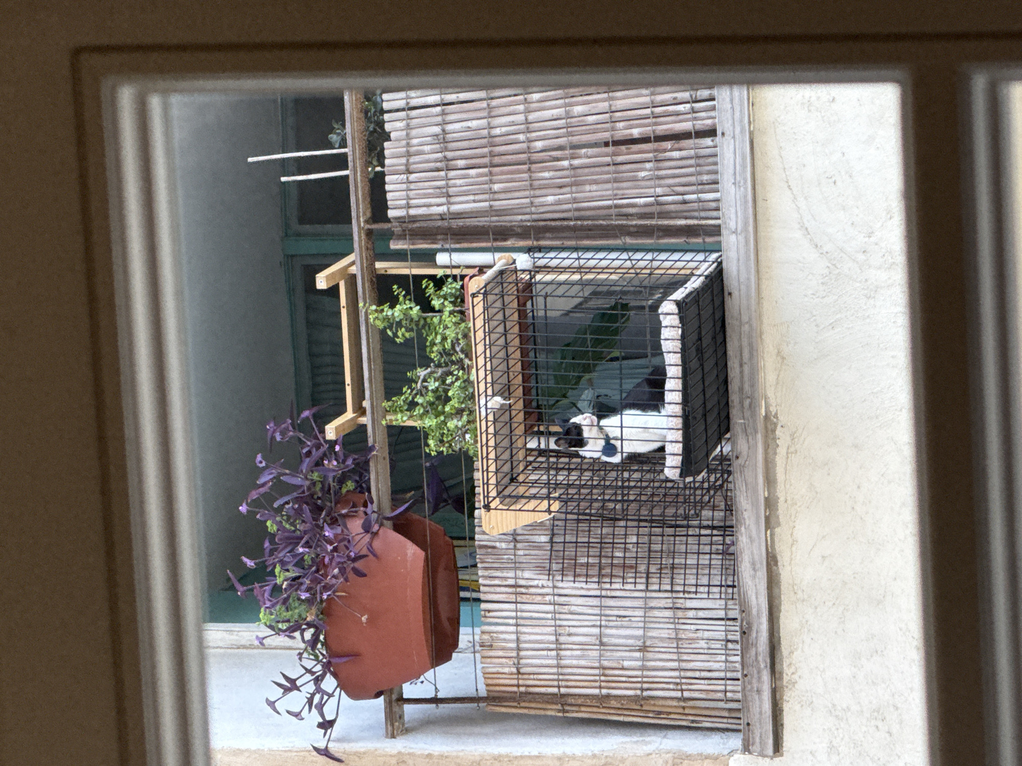 The image shows a view of a balcony through a window. On the balcony, there is a potted plant with purple leaves in a terracotta pot, and a black and white cat sitting inside a wire cage. The cage is placed on a wooden platform. Behind the cage, there is a bamboo screen. The overall scene suggests an outdoor urban setting.