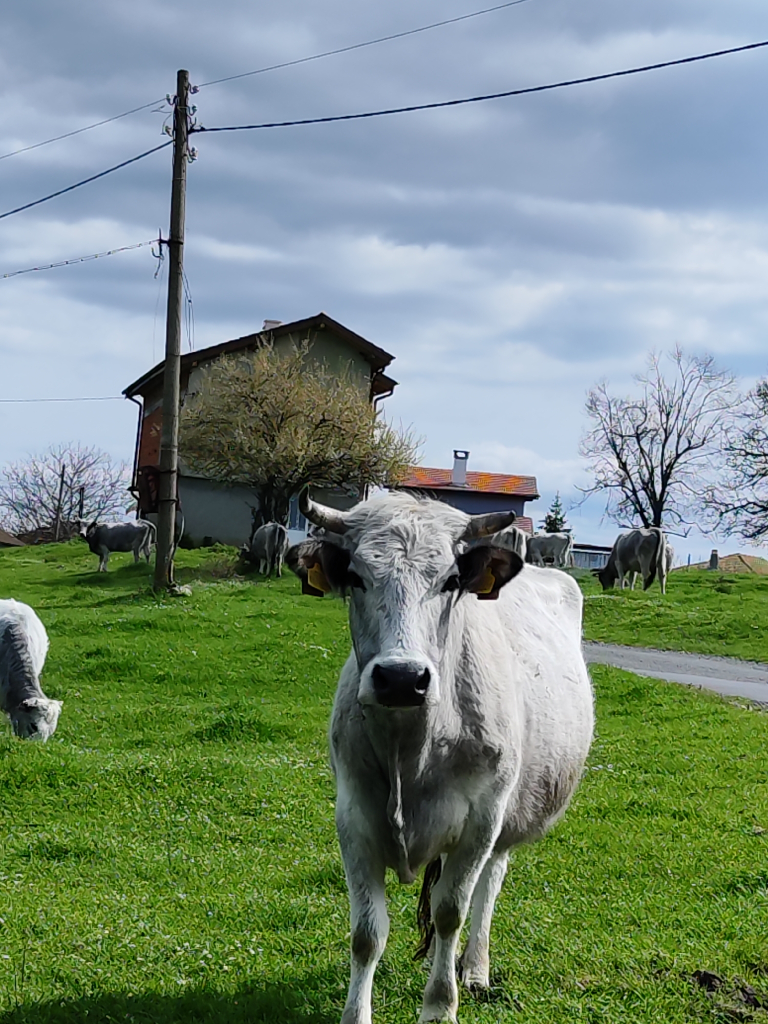 The image shows a field of green grass in what appears to be a rural area. In the foreground stands a large, light-colored cow with horns and yellow tags on its ears. The cow faces the camera directly. Several other cows of similar color are scattered across the field, some grazing. Behind the cows, there is a small house with a light-colored exterior and a red or orange-tiled roof. A utility pole with power lines is visible near the house. The sky is partly cloudy. The location is identified as Bogdanovo, Bulgaria. There is a road behind the cows in the distance.
