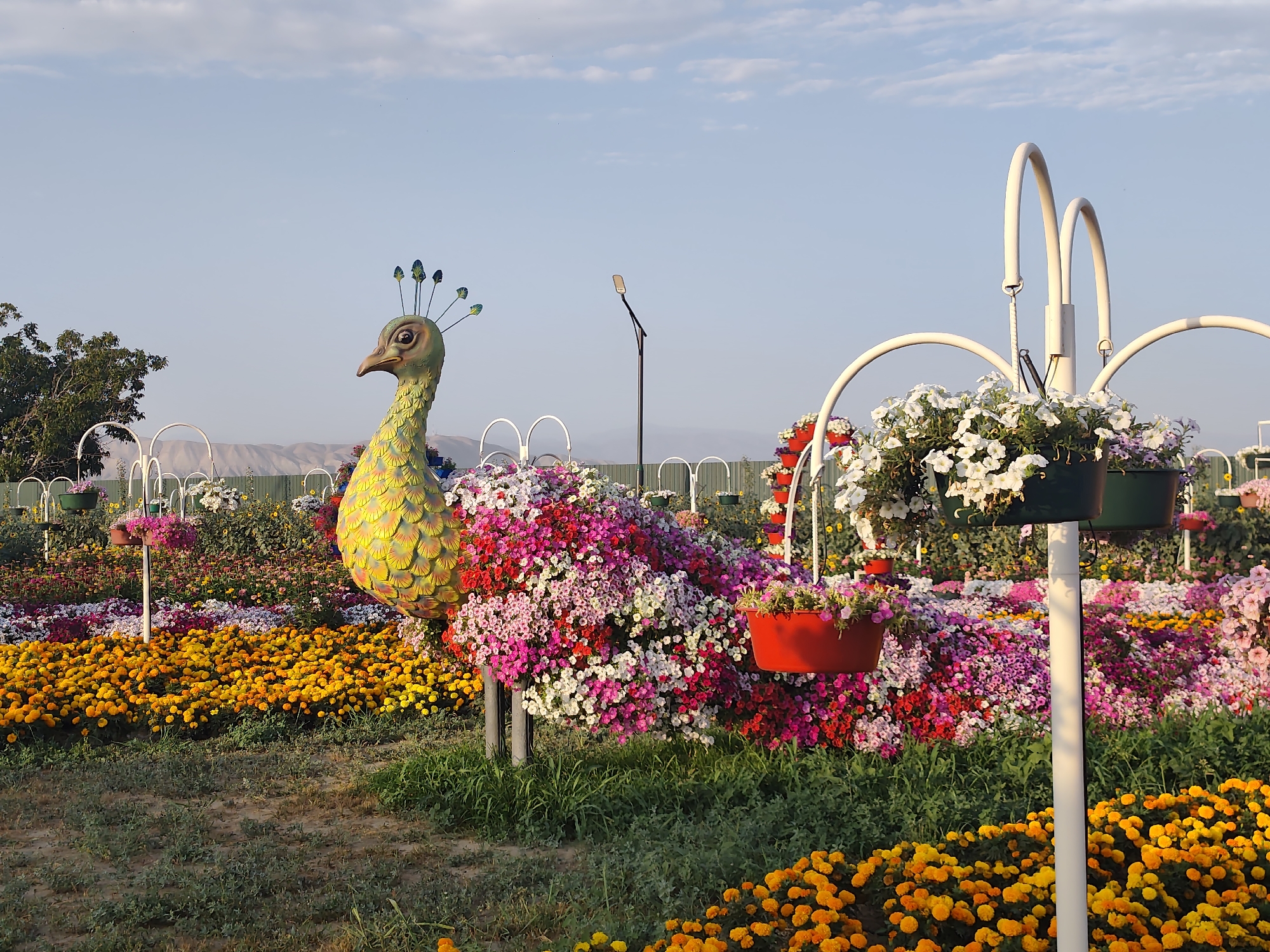 A peacock sculpture made of colorful flowers stands in a garden. The sculpture is green and yellow and is adorned with blue and green feathers on its head. It is surrounded by a bed of red, pink, and white flowers. In the foreground, there are rows of yellow and orange marigolds. The garden is in the city of Khor Virap, Armenia. The sky is blue with a few clouds.