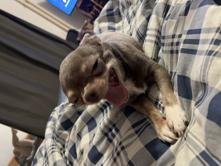 The image depicts an indoor residential scene in Saint Petersburg, Russia. A small, short-haired brown-grey dog with white markings on its chest and paws is positioned centrally on a bed. The dog's eyes are partially closed, and its mouth is wide open with a pink tongue extended, revealing visible teeth. The bed is covered by a blue and white plaid duvet. In the blurred left background, the bare lower body and torso of a person are partially visible reclining on the bed. Dark curtains hang in the background, and to the right, a television screen displays a blue interface above dimly lit electronic equipment.