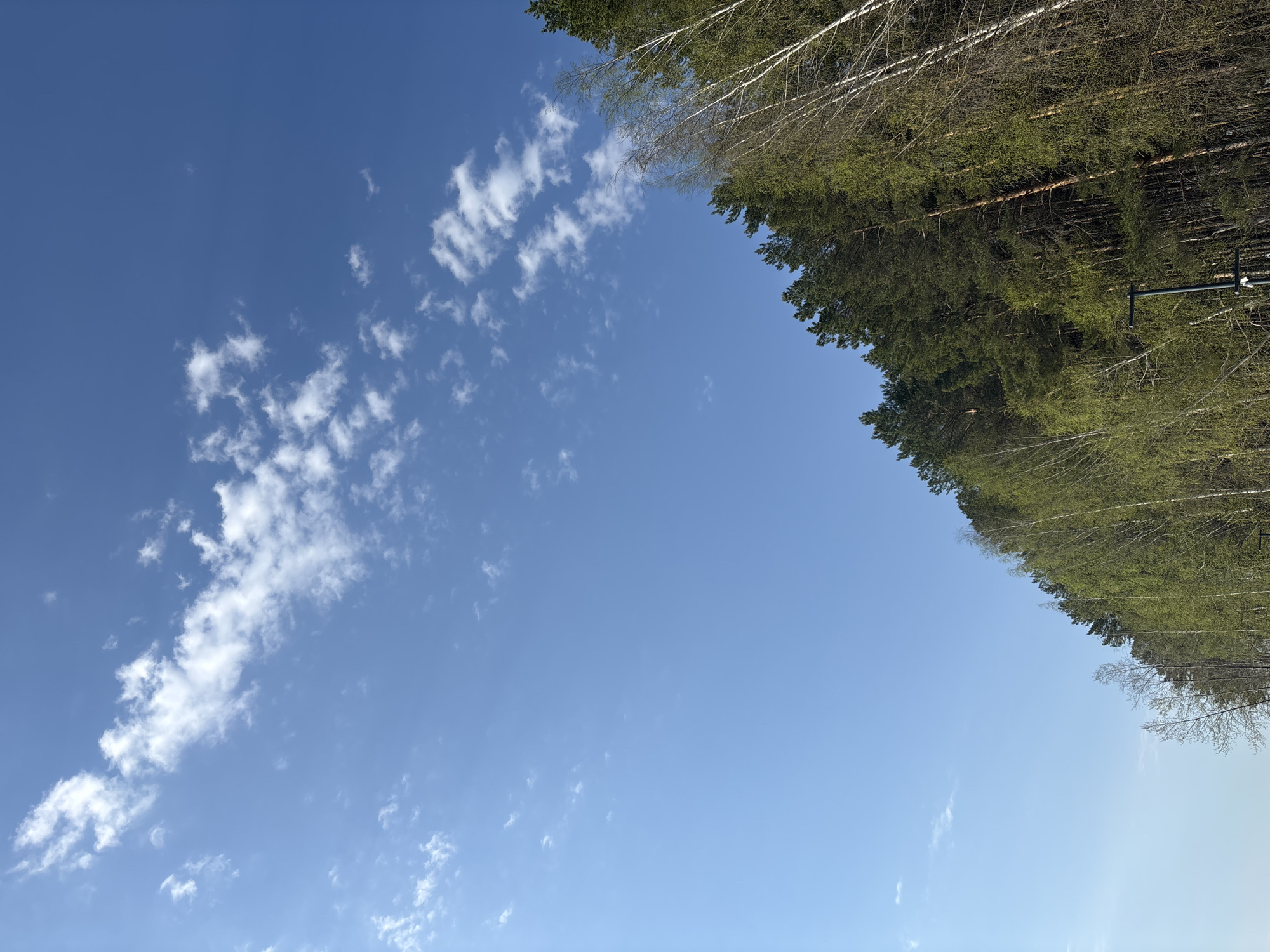 The image presents a view from an open area within the city of Chaikovsky, Russia, looking up towards a blue sky with scattered white clouds. A dense forest edge, composed of coniferous and deciduous trees, borders the upper right corner of the frame. A utility pole with wires is faintly visible near the forest edge. The sky occupies the majority of the image.