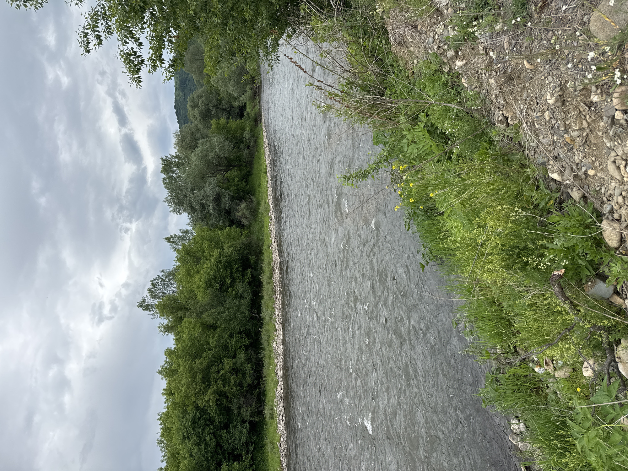 A wide, fast-flowing river dominates the foreground of the image, its surface rippling and showing areas of white water. The riverbanks are lined with a mixture of rocks and lush green vegetation. On the left side of the river, a dense line of green trees forms a thick border, extending into the distance. The background features rolling hills covered in trees, with a cloudy, overcast sky above. The scene appears to be a natural landscape, possibly a park or a wild area in or near the village of Soloneshnoye, Russia. There are no people or animals visible in the image.