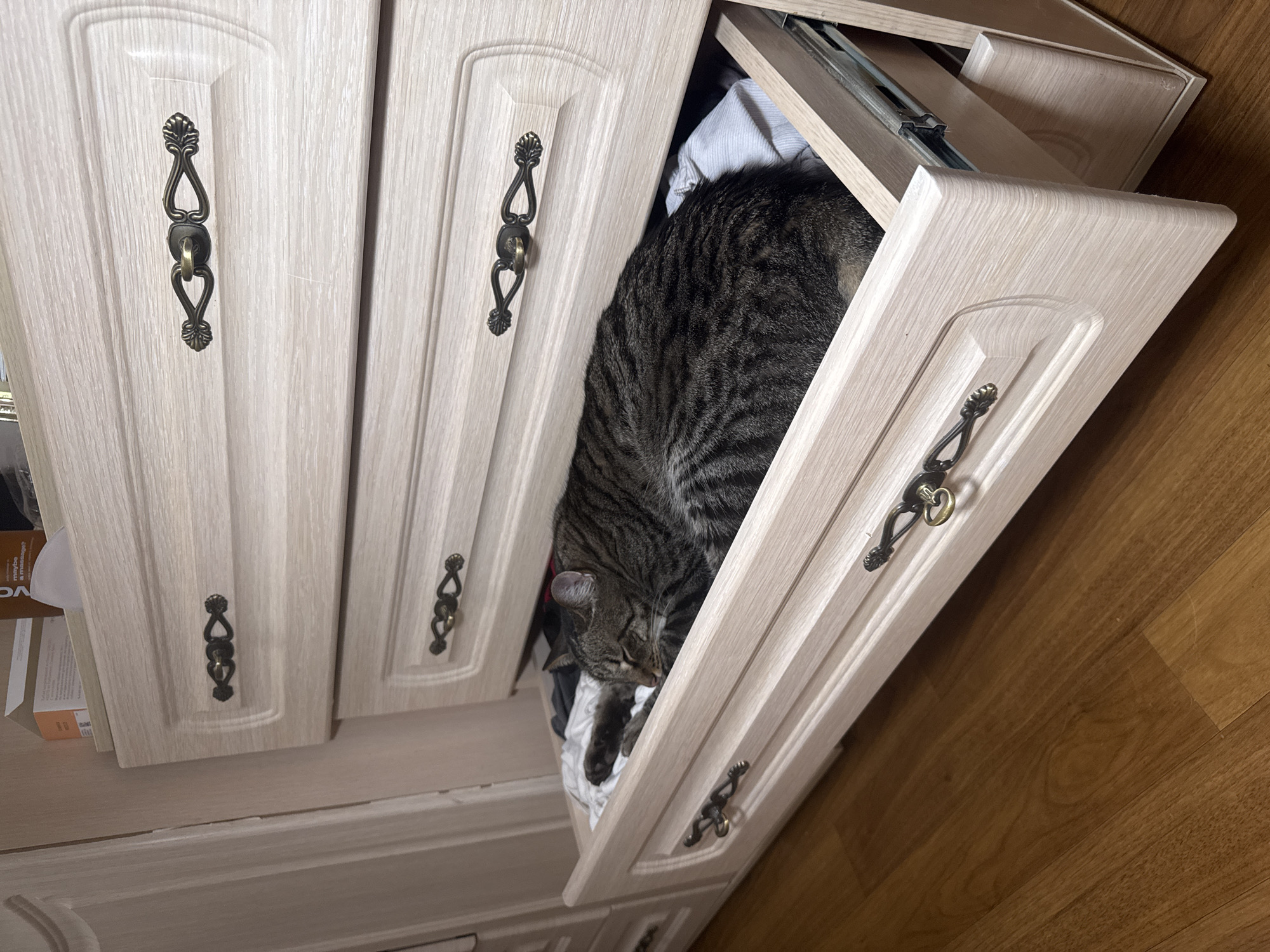 A tabby cat rests inside an open, light-colored wooden drawer. The drawer is part of a set of cabinets with dark metal handles. The drawer contains white fabric. The background features the cabinets and a wooden floor. This image was likely taken indoors. I do not have information confirming it was taken in the city of Chaikovsky, Russia.