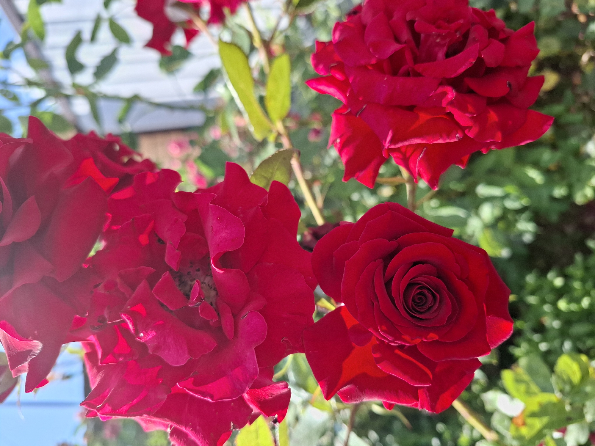 The image features a close-up view of several vibrant red roses. The flowers are in various stages of bloom, with some fully open and others still developing. The petals are a deep, rich red, with delicate shading and highlights from the sunlight. In the background, blurred green foliage and some hints of a light-colored structure suggest an outdoor garden setting. The lighting indicates it is daytime, likely sunny, as evidenced by the bright illumination and shadows on the rose petals. The overall impression is one of natural beauty and the vividness of a blooming garden. No people, text, or specific events are visible. The location context is Korenovsk, Russia.