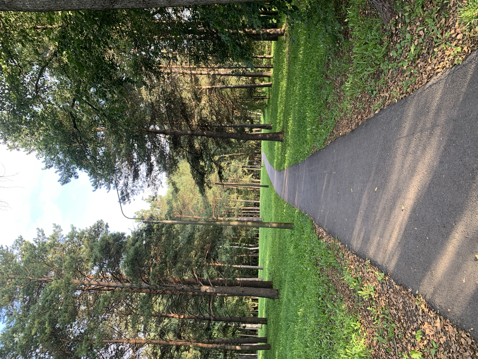 The image shows a paved pathway curving through a park lined with tall pine trees and lush green grass. The sun casts long shadows across the path, indicating it is likely late afternoon or early morning. A single lamppost is visible on the left side of the path. The park appears serene and well-maintained, with fallen leaves scattered along the edge of the pathway. There are no people or animals visible in the image. The scene depicts a natural environment within an urban setting, likely a public park designed for recreation and relaxation. This scene could be found in a city park in Prokopyevsk, Russia, or any city with similar park infrastructure and vegetation.