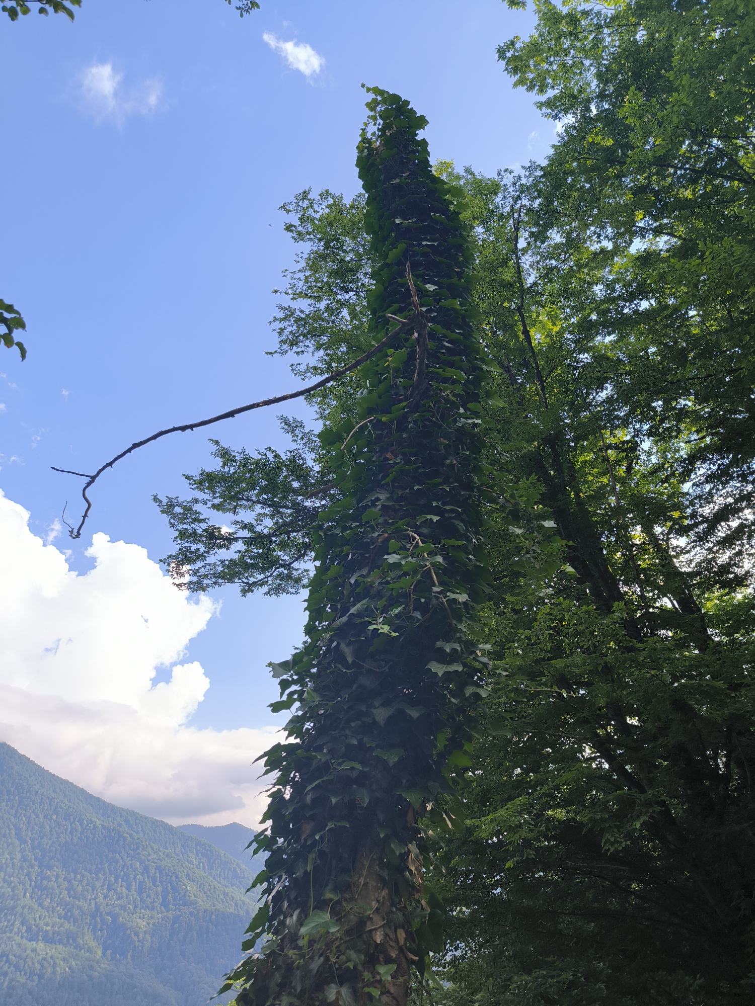The image shows a tall tree trunk completely covered in dense ivy, reaching towards a bright blue sky with scattered white clouds. The ivy is dark green and thick, obscuring most of the tree trunk. To the right and in the background, there are more trees with lush green foliage. In the far left of the image, a thin, bare branch extends horizontally from the ivy-covered trunk. In the lower left quadrant, there are misty, green mountains, characteristic of the landscape in Krasnaya Polyana, Russia. The scene suggests a natural, outdoor environment, likely in a mountainous region during daylight. There are no people or animals visible in the image.