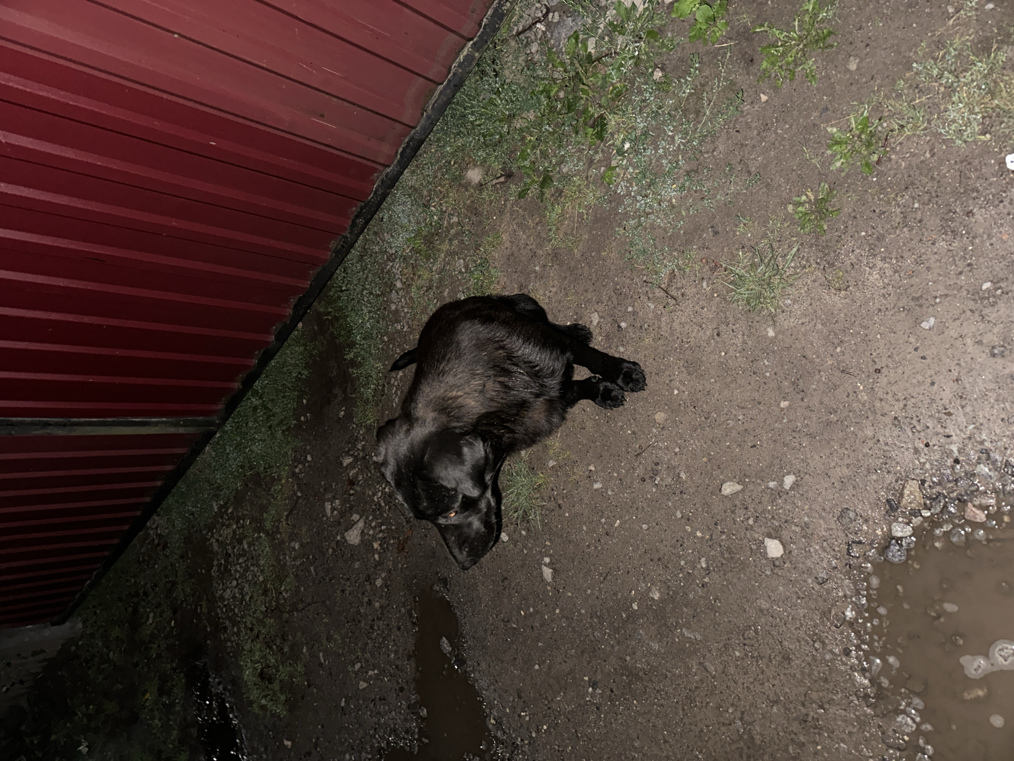 A black dog is standing on a dirt path next to a red metal fence. There are puddles of water on the ground, and sparse green grass growing around the dog and fence. The scene appears to be outdoors, possibly in a yard or alleyway in Khmilnyk, Ukraine. The lighting suggests it is nighttime or dusk.