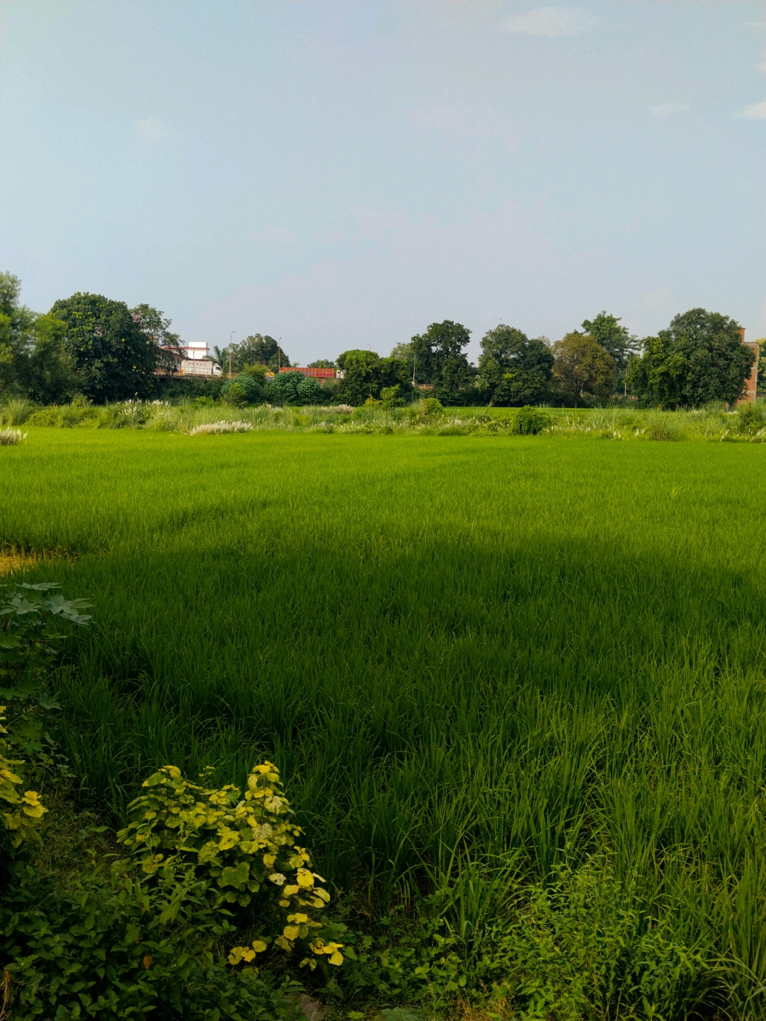 The image depicts a lush green paddy field in Mau, India, under a clear sky. In the foreground, the vibrant green stalks of the paddy crop stretch across the frame, with a dense patch of foliage in the bottom left corner featuring plants with yellowing leaves and other green undergrowth.
In the middle ground, the paddy field continues, creating a vast expanse of green. A line of trees forms a natural border along the horizon, interspersed with some white flowering plants and reeds. Beyond the trees, there are glimpses of buildings, including a white structure with red accents and some shipping containers, suggesting proximity to a developed area or industrial zone. A truck is visible on a road behind the trees.
The background is dominated by the pale blue sky, with a few faint white clouds. The overall scene is one of agricultural beauty, with the presence of human infrastructure hinting at the coexistence of rural and developed environments in Mau.