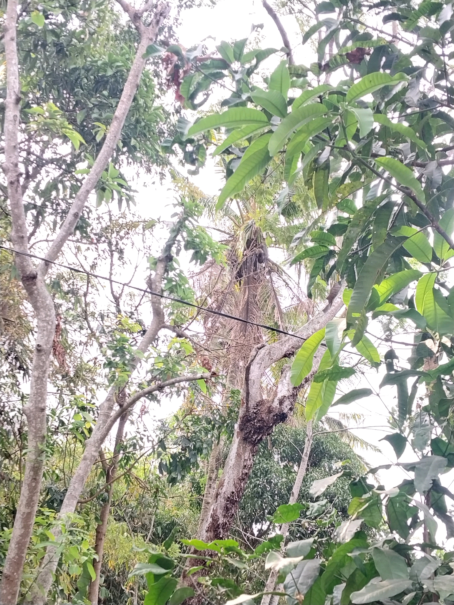 The image depicts a dense, tropical forest environment in Tijayan, Indonesia. In the foreground, several large trees with textured bark dominate the scene, their branches covered in lush green foliage. A black electrical wire runs horizontally across the middle ground, partially obscured by leaves and branches. In the background, more trees and vegetation create a layered effect, with a bright, overcast sky visible through the canopy. The overall impression is one of natural, untamed wilderness, with the electrical wire serving as a subtle indicator of human presence within the landscape. There are no visible people or animals in the image.