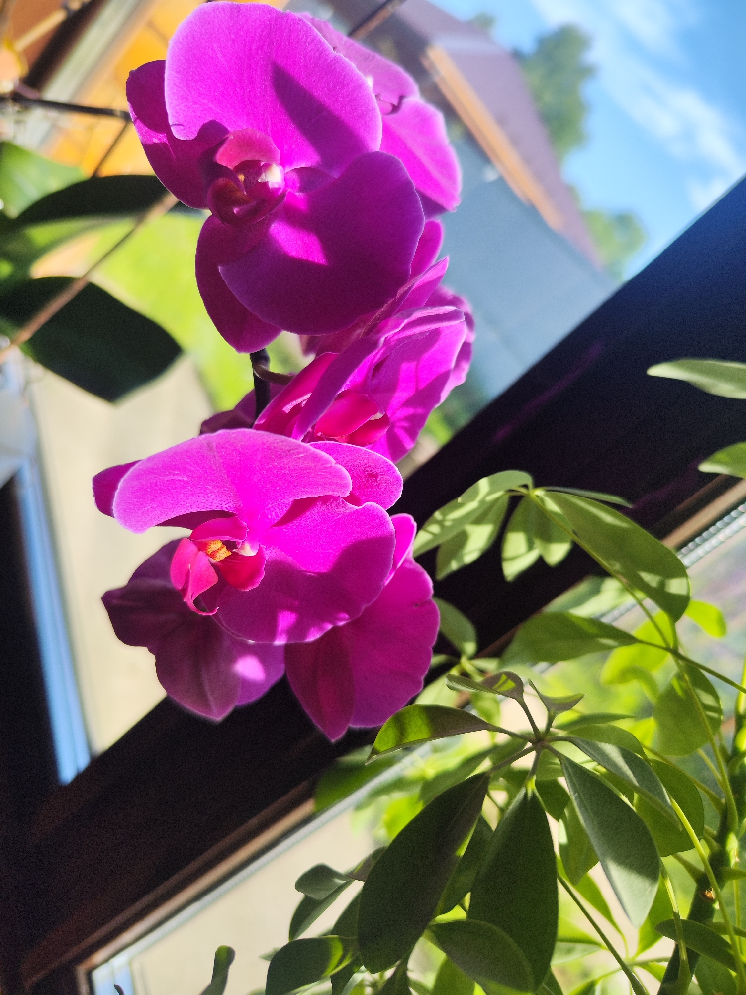 The image presents a close-up, angled view of vibrant houseplants illuminated by strong natural sunlight, seen from an indoor perspective looking outwards. The main subject is a cluster of multiple deep magenta Phalaenopsis orchids, arranged on a stem and prominent in the left and central parts of the frame. The orchid petals show rich fuchsia and purple hues, with distinct shadows and highlights indicating direct sun exposure. The detailed centers of several orchid flowers are clearly visible.
To the right of the orchids, a secondary green plant with distinct palmate leaves, resembling a Schefflera or umbrella tree, adds texture and a contrasting color. Its leaves are also brightened by the sunlight, creating subtle shadows.
In the background, a dark, possibly wooden or metal, window frame runs diagonally across the image. Beyond the window, a clear blue sky with some soft white clouds is visible, indicating a sunny day, likely during the morning or afternoon given the intensity of the light. Distant green foliage and what appears to be a building with an orange-brown roof are softly focused outside the window, suggesting an outdoor residential or natural environment.
The composition is dynamic due to the angle and the interplay of light and shadow. The orchids are sharply in focus, while the background elements are softer. No visible text is present. The scene conveys a tranquil moment of indoor flora against a bright outdoor backdrop, consistent with a sunny day in a location such as Chaikovsky, Russia.