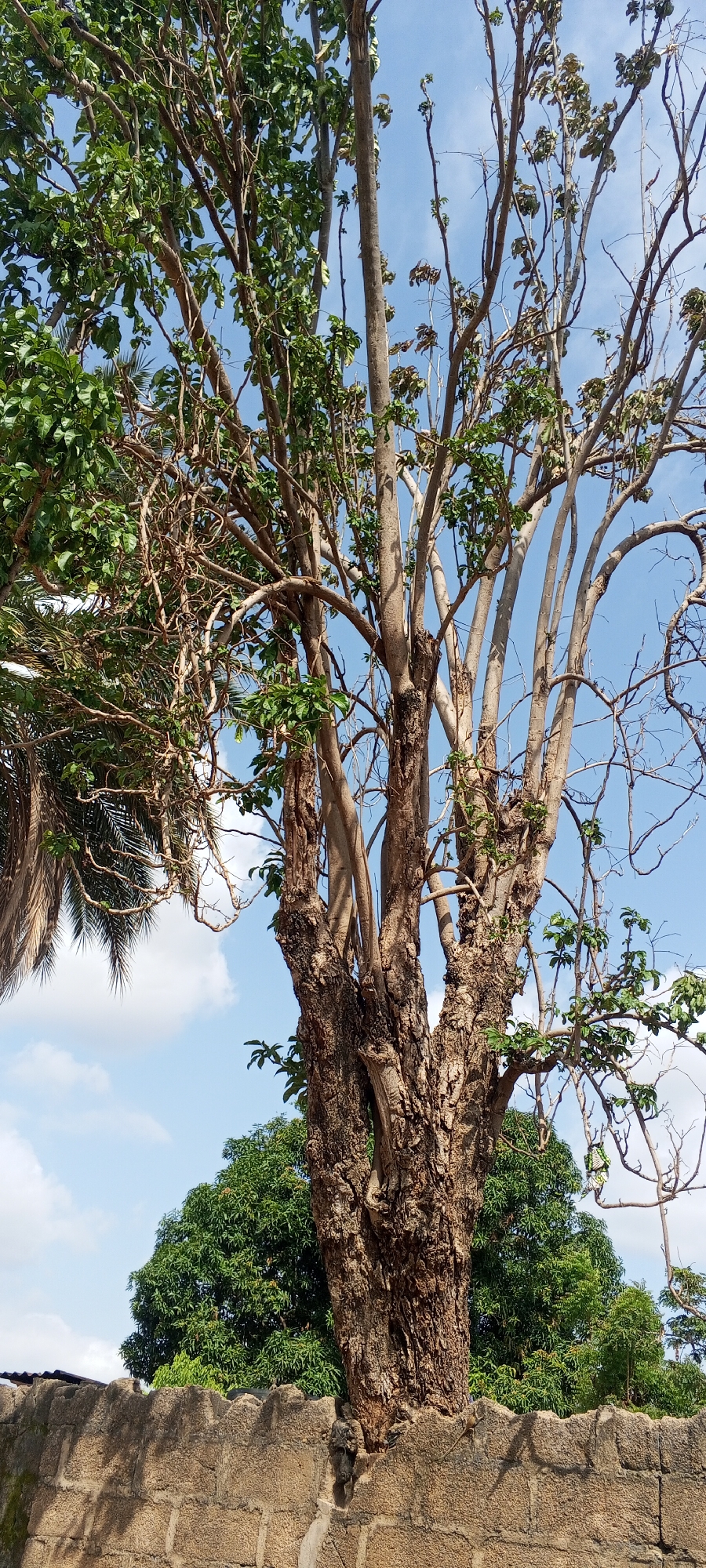 In Jalingo, Nigeria, a large tree with a rough, textured bark stands prominently against a clear blue sky dotted with a few white clouds. The tree has multiple thick trunks that branch out extensively, some reaching towards the sky with bare branches and others adorned with lush green leaves. To the left of the main tree, a palm tree frond is visible, partially obscuring the sky. In the background, a dense canopy of green trees forms a backdrop, suggesting a natural or semi-natural environment. In the foreground, a low wall constructed from rough-hewn stones provides a rustic boundary to the scene. The wall has an uneven, crenelated top, and its surface shows the texture of the individual stones. The overall scene depicts a naturalistic outdoor setting with a focus on the imposing presence of the tree and the surrounding foliage.