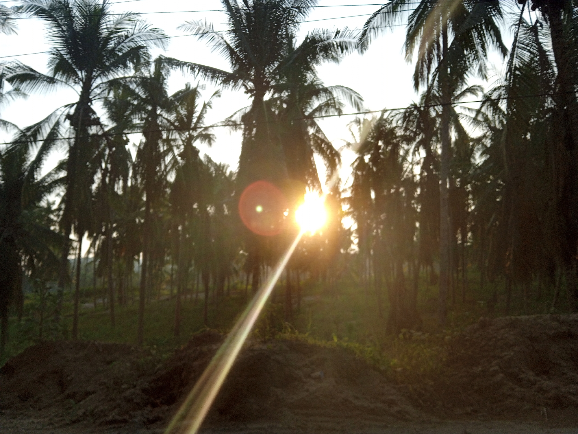 The image depicts a sunlit scene of a palm tree grove, possibly at dusk or dawn, given the low angle of the sun and the warm, golden light. The sun is a prominent element, appearing as a bright, almost blown-out circle with visible lens flare that creates a strong diagonal ray of light across the scene. Tall, slender palm trees with dark green fronds dominate the background, their silhouettes stark against the bright sky. Some of the trees appear to have wires running between them, suggesting proximity to human infrastructure. In the foreground, there are mounds of dark earth or sand, indicating a disturbed or possibly landscaped area. The ground is covered with dry vegetation and loose soil. The overall impression is one of a tropical environment, with the strong sunlight creating a dramatic effect. The location is identified as Blang Mee, Indonesia.