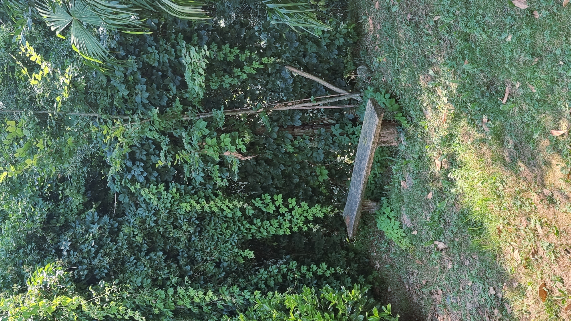 A weathered wooden bench with a rough-hewn appearance sits in a garden area. The bench is positioned on a patch of grass that is partially shaded by overhead foliage. Behind the bench, a dense wall of green foliage, consisting of various types of leaves and vines, forms a natural backdrop. The foliage is lush and overgrown, with some branches extending from a tree near the bench. To the right of the frame, a palm frond is visible, suggesting a possibly Mediterranean or subtropical climate. The ground is covered in grass, fallen leaves, and some scattered debris. The lighting indicates a sunny day, with dappled sunlight filtering through the leaves. The scene evokes a sense of natural tranquility and seclusion.