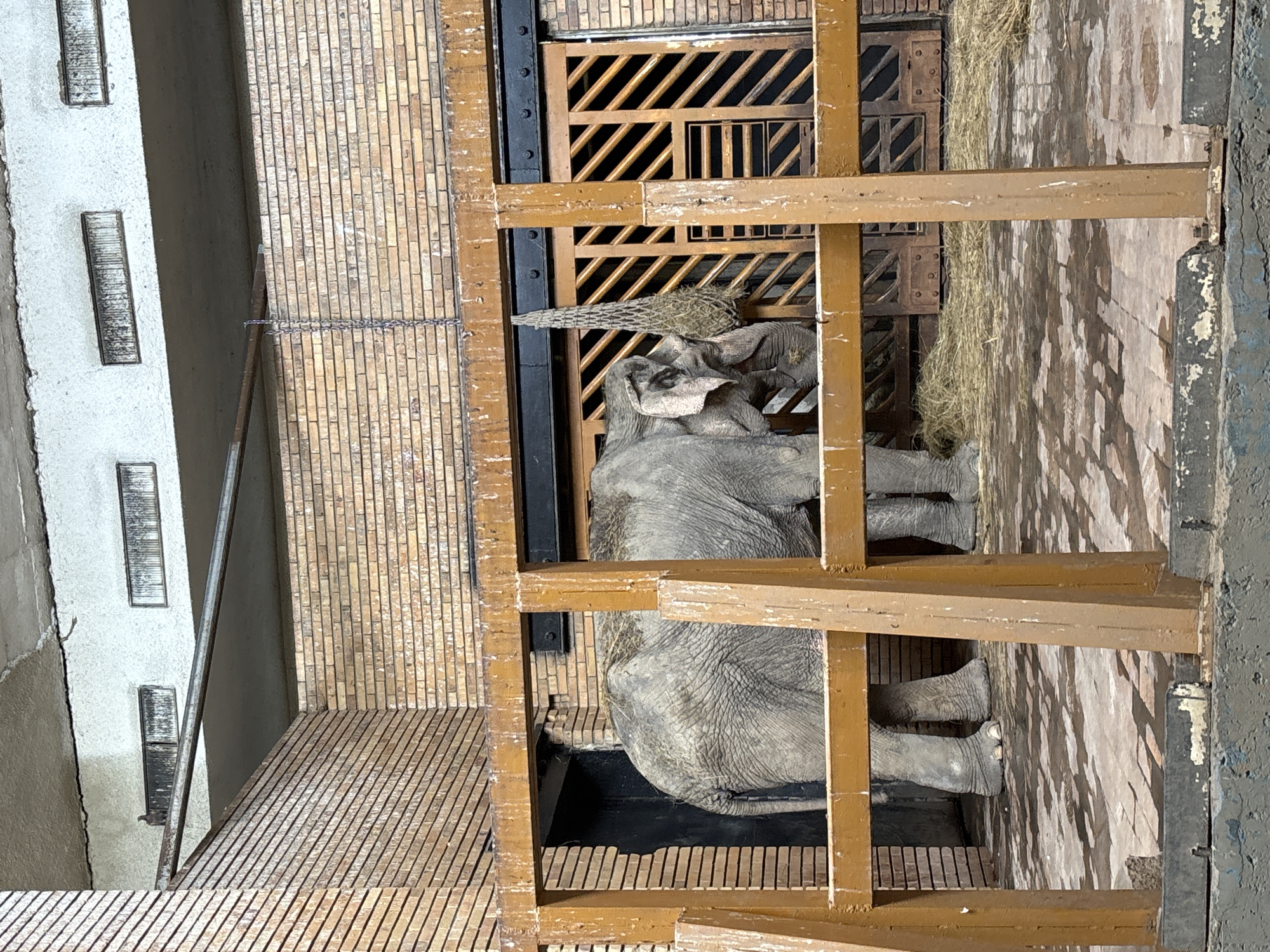 This image depicts a life-sized model of an elephant located in Sofia, Bulgaria. The elephant is encased within a wooden structure that represents a cage or enclosure. The enclosure has a slatted floor and the elephant model appears to be partially lying down. The scene suggests a diorama or exhibit, with the architectural details of the surrounding building visible, including a staircase and windows. There is also straw within the enclosure, presumably for the elephant.