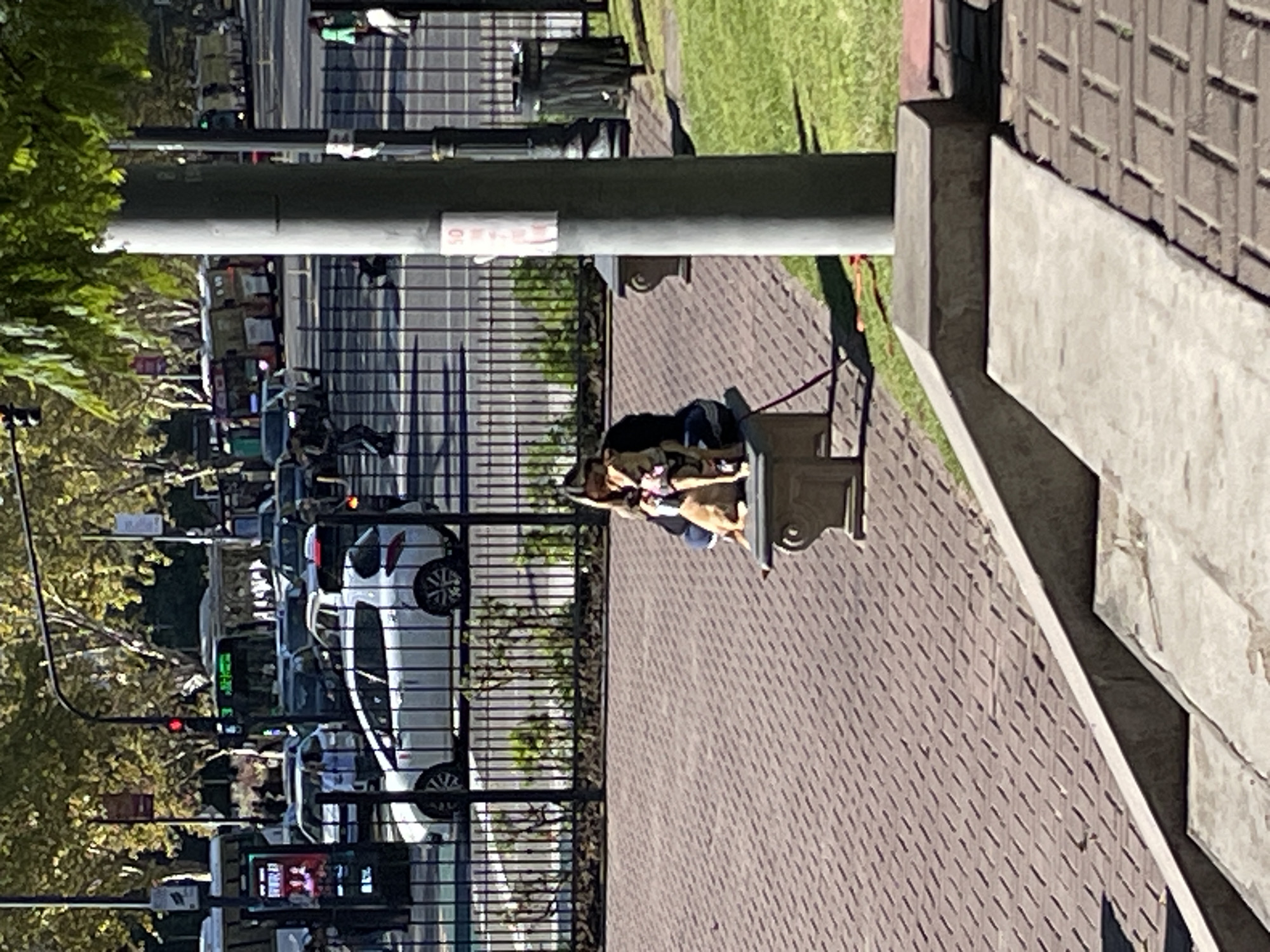This image captures a vibrant urban street scene under bright sunlight. In the mid-ground, a person is seated on a light-colored bench next to a medium-sized dog, possibly a German Shepherd or similar breed, which is also on the bench. A red leash is attached to the dog. The person and dog are positioned on a paved sidewalk, characterized by reddish-brown pavers arranged in a diagonal pattern.
To the right of the sidewalk, a concrete structure, possibly part of a building or planter, is visible. Behind the bench and sidewalk lies a strip of green grass, separated from a multi-lane street by a dark metal fence. A tall, dark utility pole stands prominently near the fence, bearing a faded white rectangular sign with faint red text, possibly "03" or "30".
Beyond the fence, the street is bustling with traffic, including numerous cars and a city bus. A white SUV or car is clearly visible behind the fence. Distant traffic lights display both red and green signals. The city bus features a green digital display, likely indicating its route. The background reveals more buildings and trees with ample green foliage. The strong sunlight casts distinct shadows, suggesting the time of day is late morning or early afternoon. The overall scene depicts a typical busy day in a metropolitan area.