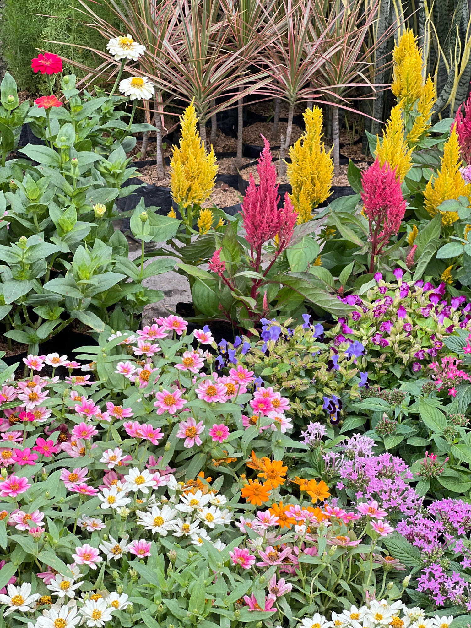 The image displays a vibrant flower garden, possibly located in Denpasar, Indonesia, featuring a dense collection of various blooming flowers and plants. The foreground is dominated by numerous small, daisy-like flowers in shades of pink and white, interspersed with bright orange zinnias and clusters of tiny pink pentas. Behind them, taller, plume-like flowers in bright pink and yellow rise above. Further in the background, spiky, multi-colored foliage plants with red and green streaks add vertical interest. The scene is well-lit, suggesting an outdoor setting, likely a garden nursery or public park, with a focus on the colorful floral display. There are no people or animals visible in the image, and the environment appears to be a cultivated space with a focus on horticulture.