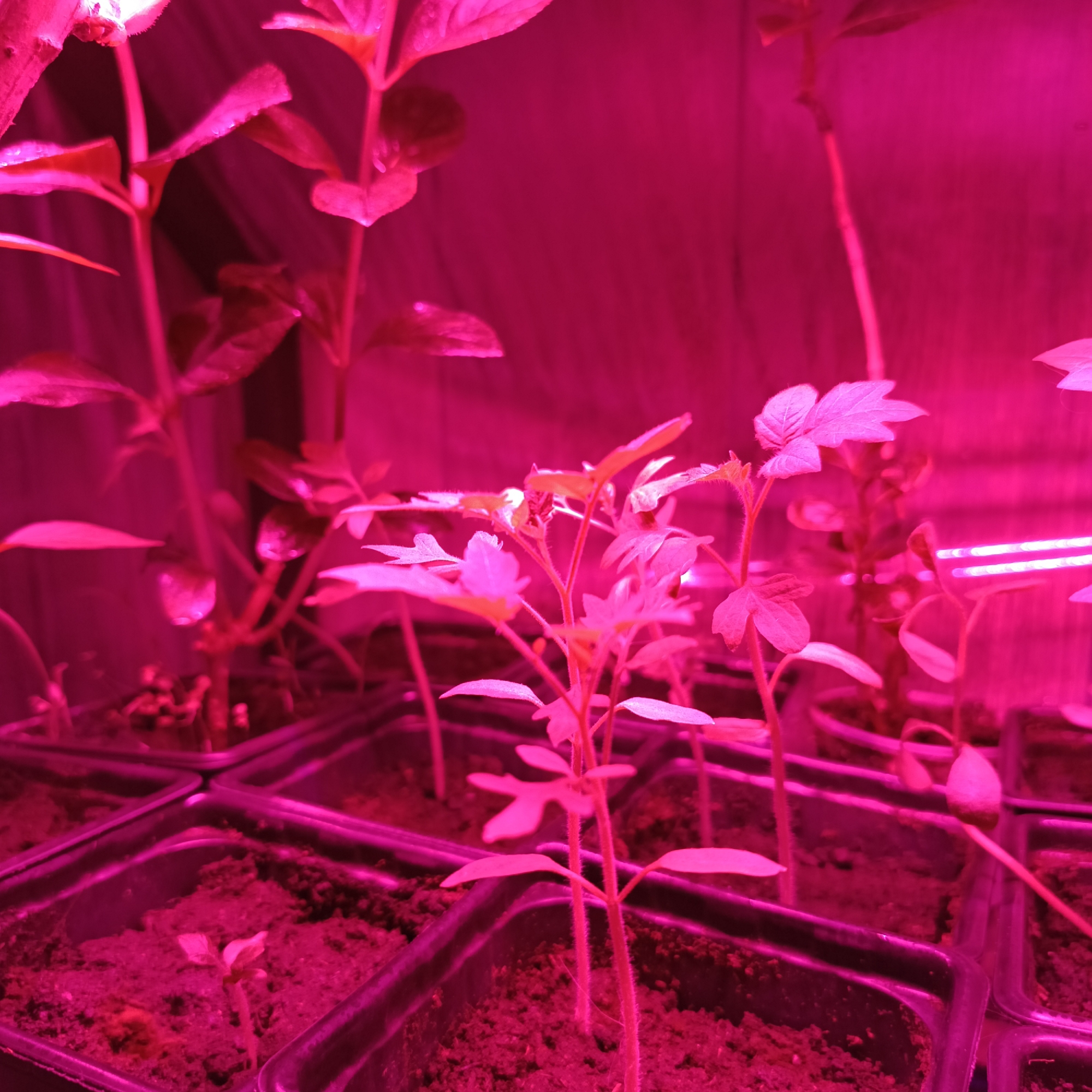 Indoor scene with multiple potted plants in black square containers, illuminated by a pinkish-purple grow light. The plants vary in size, with some small seedlings and others more developed. The background appears to be a solid surface, possibly a wall or enclosure. The location of Markovskii, Russia is not determinable from the image.