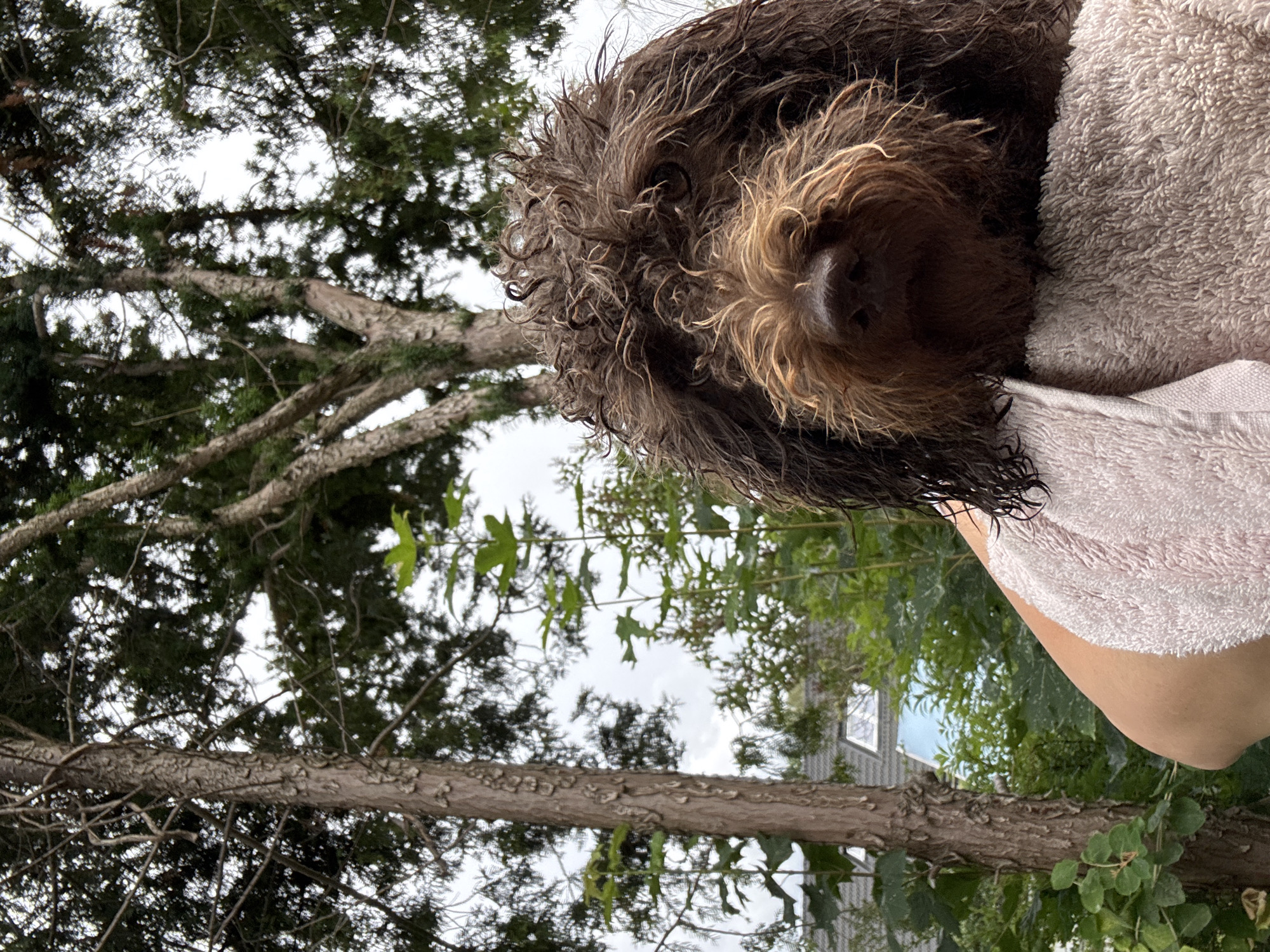 In Österskär, Sweden, a close-up shot features a brown, shaggy dog's face partially wrapped in a pale pink towel. The dog's fur is wet and matted, with lighter brown strands around its snout and eyes. In the background, a tall tree with rough bark and green foliage dominates the scene, with a glimpse of a gray roof and sky visible through the branches. The lighting suggests an overcast day.