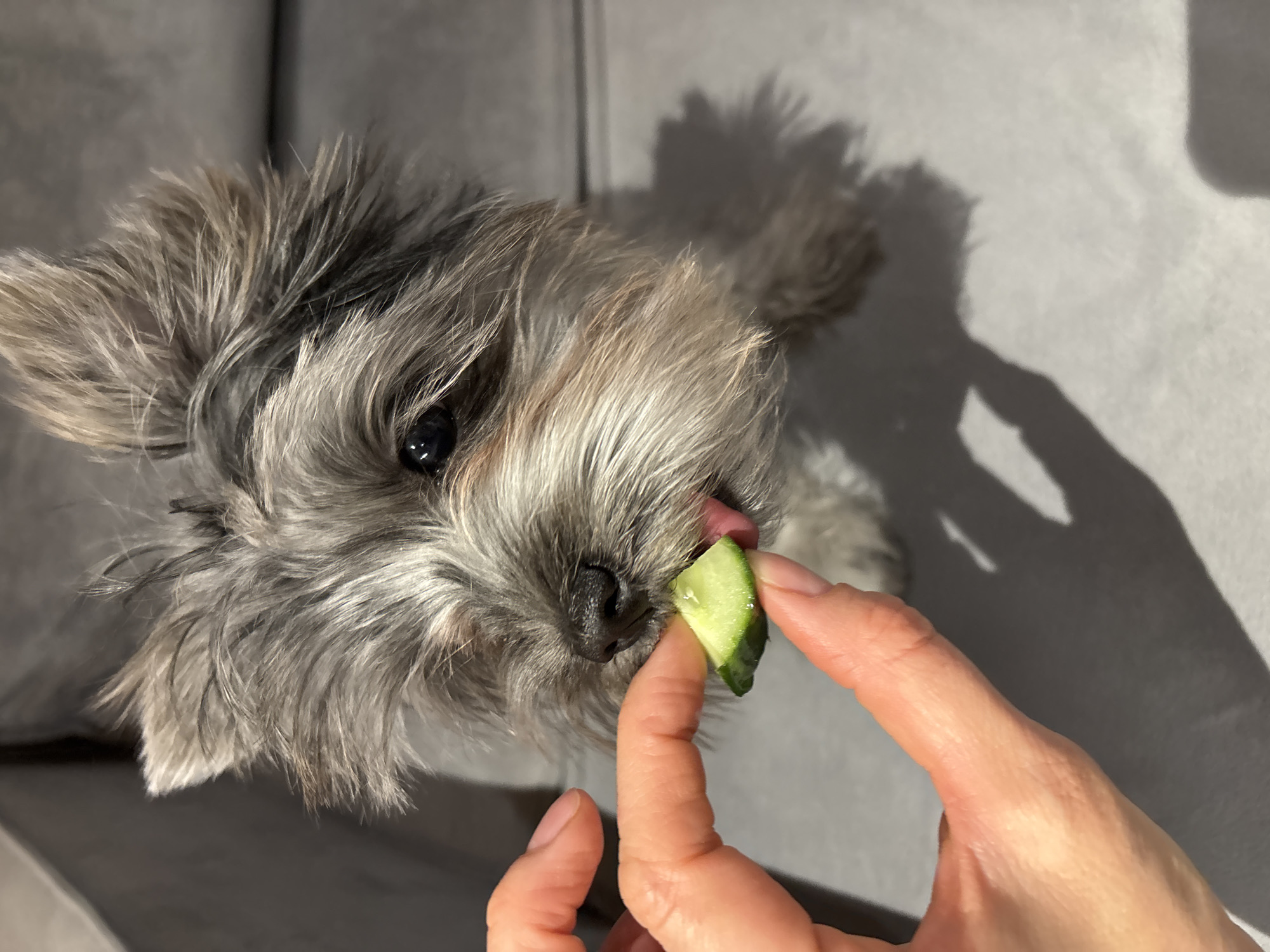This image, reportedly captured in Chaikovsky, Russia, presents a close-up, high-angle view of a grey and tan Yorkshire Terrier or similar small dog being offered a slice of cucumber. The dog, positioned on a grey upholstered surface, is observed with its head slightly turned to the left. Its dark, reflective right eye is prominent. A human hand, with a fair skin tone, enters the frame from the lower left, holding a triangular slice of green cucumber between its thumb and forefinger. The dog's mouth is open, with its pink tongue extended, making contact with the cucumber piece. The immediate background consists of the soft, textured grey fabric of a couch or chair, consistent with an indoor setting. Soft lighting illuminates the scene, creating subtle shadows.
