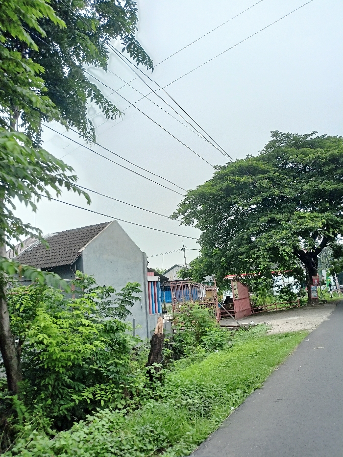 This outdoor street scene captures a tranquil, overcast daytime setting in Pungging, Indonesia. The image is dominated by lush green foliage and trees, with a paved road visible on the right side, receding into the background.
On the left, a house with a dark tiled roof and light gray walls stands partially obscured by dense green bushes and trees. Adjacent to it, another structure features distinctive vertical red, white, and blue stripes. Further into the mid-ground, more simple residential buildings are visible amidst greenery.
The foreground is characterized by abundant green grass and undergrowth, particularly along the edge of the road and in a lower, possibly ditch-like area next to the houses, where a dark, weathered tree stump is also present. A large, mature tree with a dense canopy of green leaves is prominent on the right side of the mid-ground, near what appears to be some rustic fencing and a small gate or opening. A faint sign or poster is attached to this tree, but no text is legible.
Overhead, numerous dark power lines crisscross the pale, overcast sky, stretching across the upper portion of the frame. No people are visible, and no specific activity is taking place, presenting a quiet snapshot of a residential street in a verdant, tropical environment. The diffused light suggests a cloudy day.