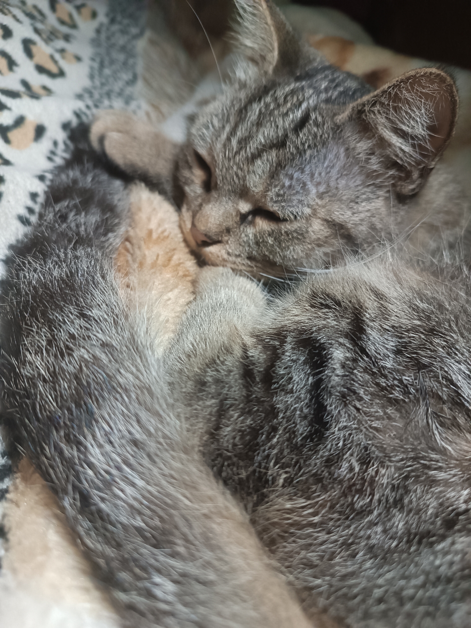 A close-up, eye-level shot shows a tabby cat curled up and sleeping on a patterned blanket. The cat's fur is a mix of gray and tan stripes. Its eyes are closed, and its head is tucked into its body, with its tail wrapped around it. The blanket has a leopard print pattern with black and tan spots on a white background. The scene appears to be indoors, possibly in a home in Vypasne, Ukraine.