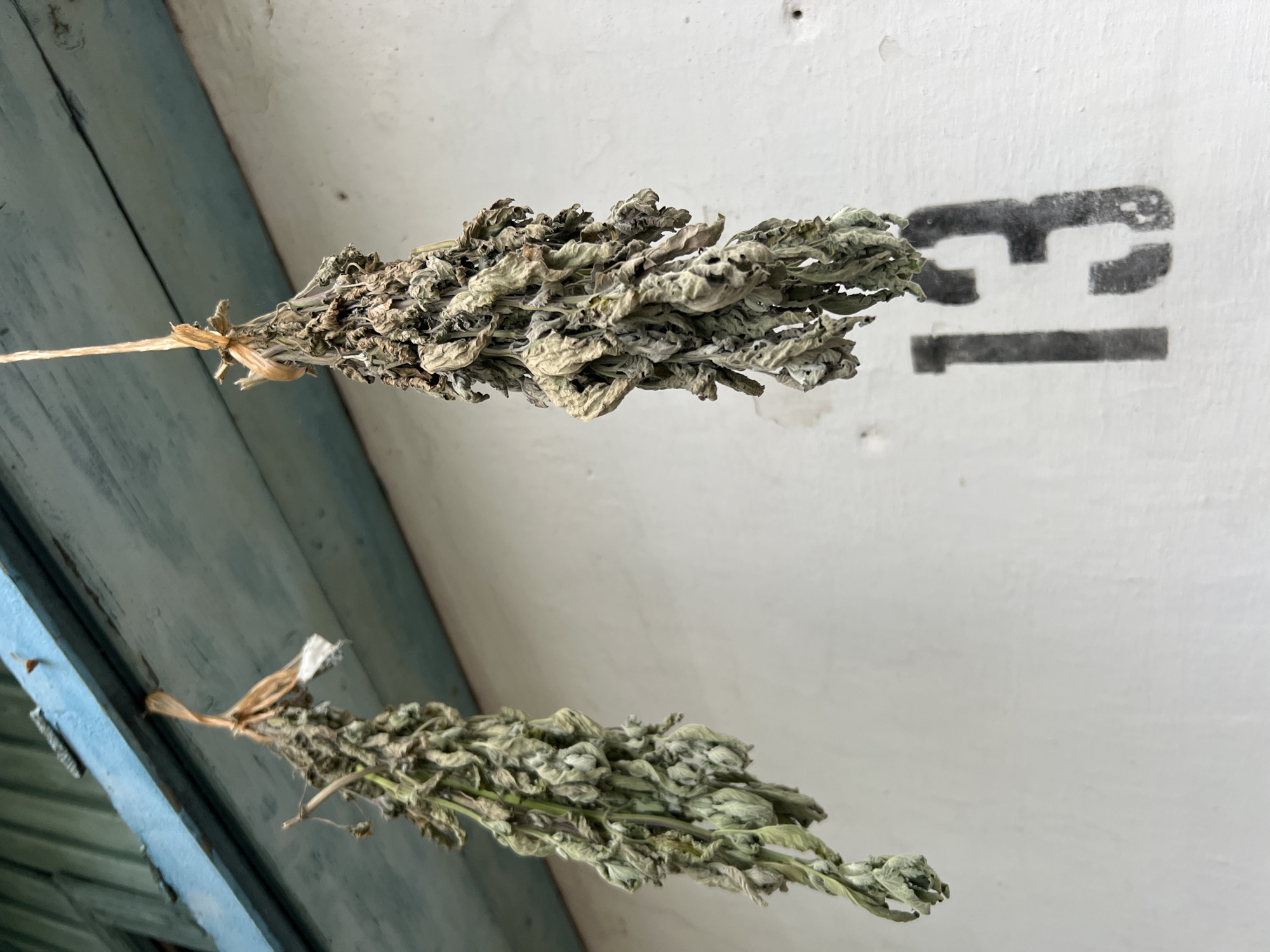 Two bunches of dried herbs hang suspended from a blue-painted wooden beam, likely for drying. The herbs are a pale green and brown, with withered leaves and stems. Below the herbs, on a white textured wall, the number "13" is stenciled in black. The overall scene suggests an outdoor setting, possibly a rural or traditional residential area within the city of Chaikovsky, Russia. The light is diffused, indicating an overcast or shaded environment.