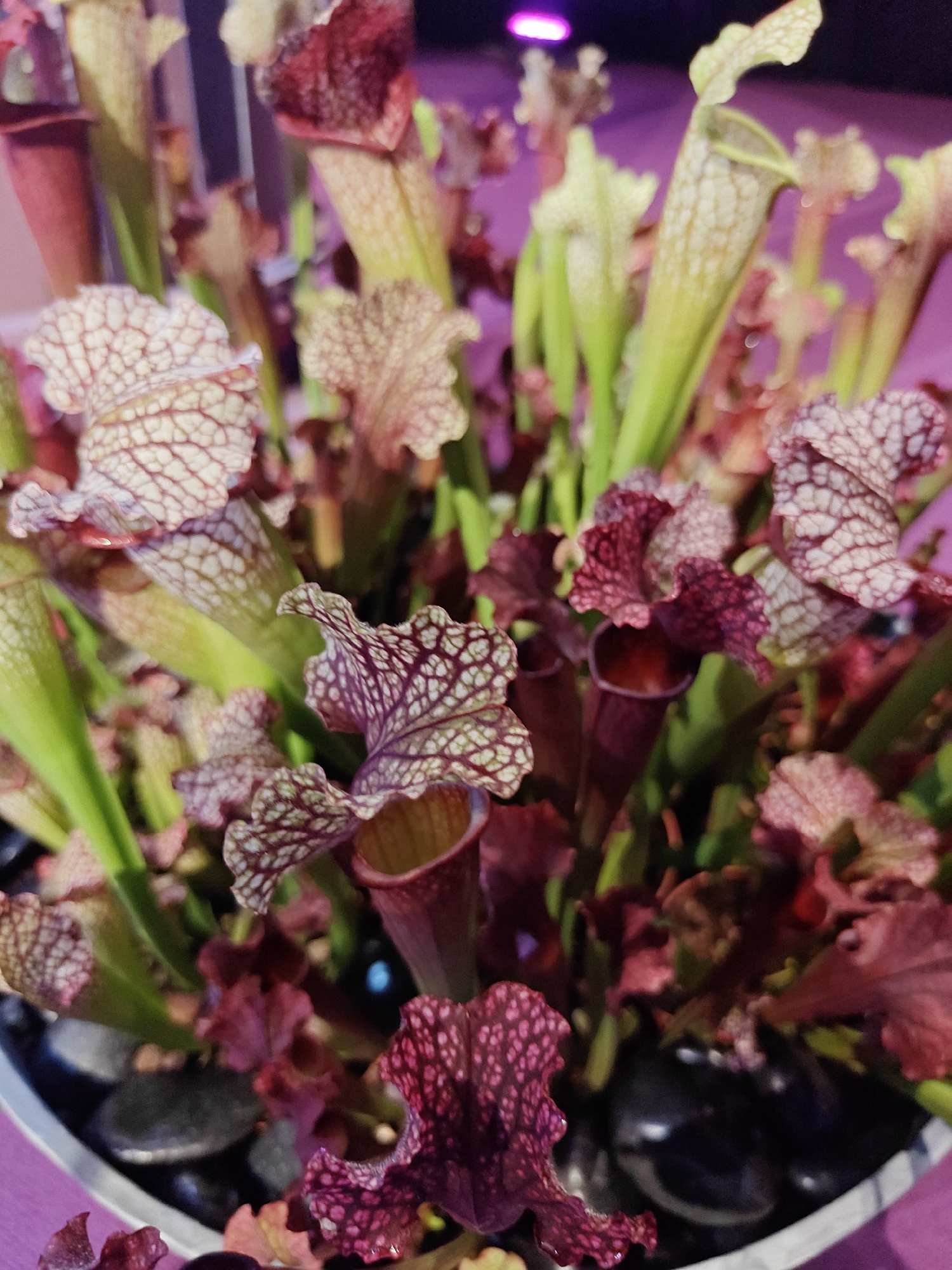 The image displays a close-up, eye-level view of a cluster of Sarracenia plants, commonly known as pitcher plants, in a white pot filled with black pebbles. The plants exhibit a variety of colors, including deep burgundy, pale green, and cream with intricate red venation. The pitcher-shaped leaves are detailed with a speckled pattern. The background is softly blurred, with hints of purple and pink lighting, suggesting an indoor setting. There are no people or animals visible in the image. The setting does not provide any specific visual cues to pinpoint a location in Tel-Aviv, Israel.