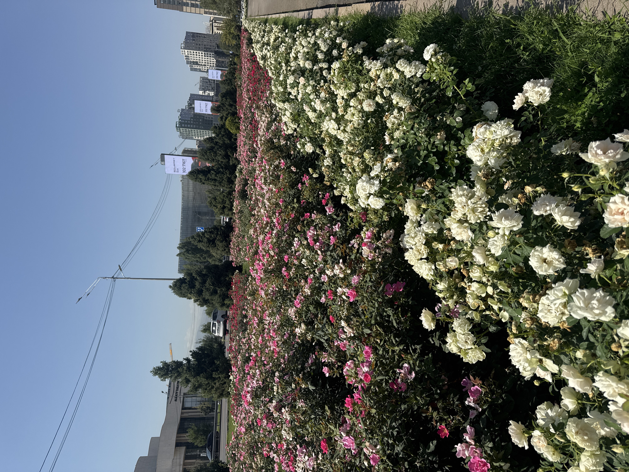 In Almaty, Kazakhstan, a vibrant flower bed filled with roses in shades of pink and white lines a city street. The roses are densely planted and in full bloom, creating a colorful display. In the background, modern buildings and a clear blue sky suggest an urban environment. A street light and power lines are also visible, indicating infrastructure typical of a city. The scene is well-lit by sunlight, casting shadows on the flowers and pavement.
