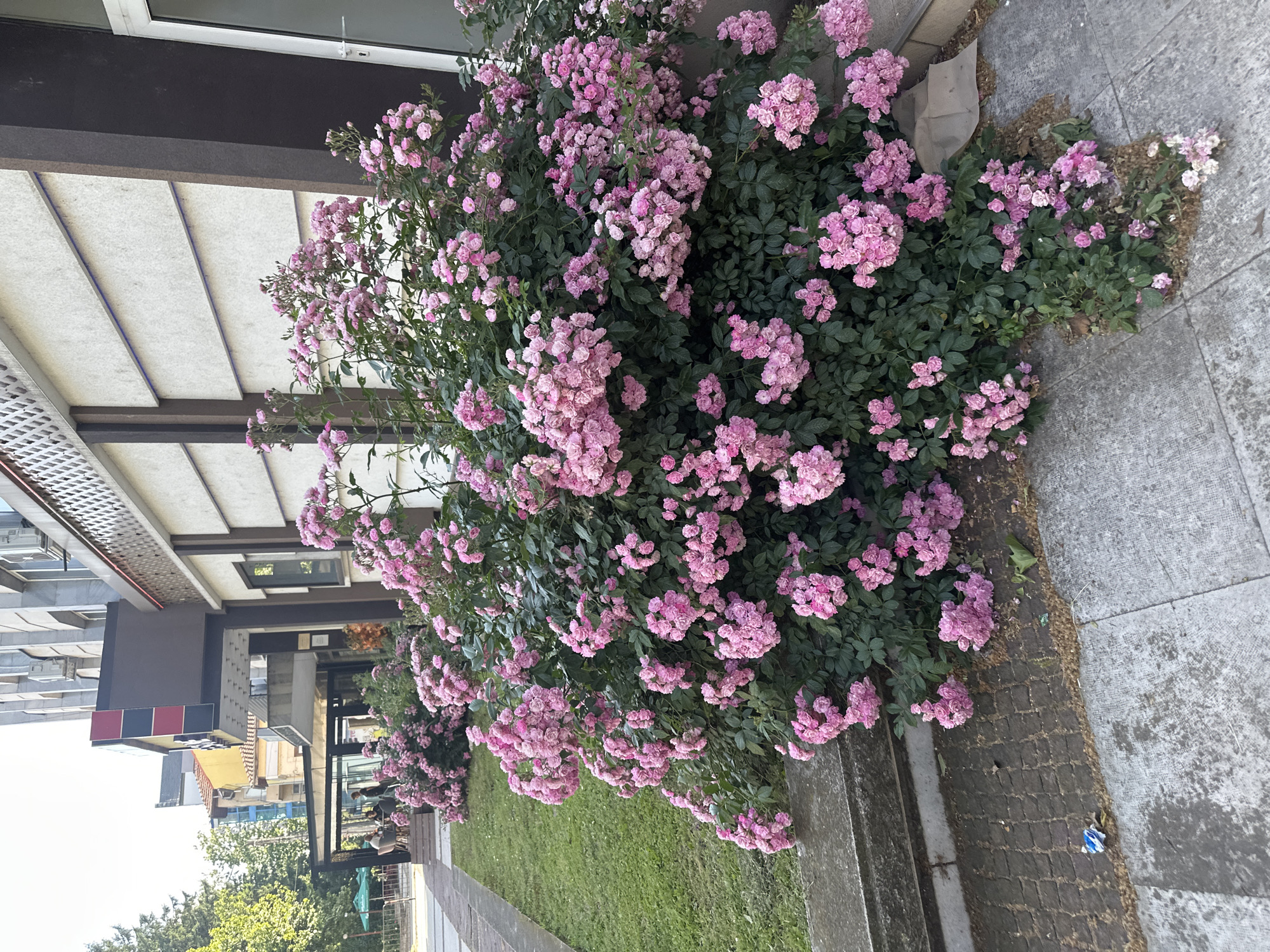 The image shows a large bush with small pink flowers growing on a sidewalk in Montana, Bulgaria. The bush is located next to a building with a light-colored facade and a dark horizontal band. Behind the bush is a grassy area, a street, and other buildings. People are visible in the distance. The sidewalk is made of concrete and brick.