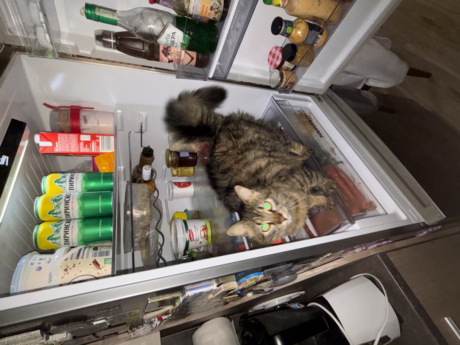A domestic tabby cat is observed standing inside an open Beko refrigerator, located in a residential kitchen in Sofia, Bulgaria. The cat, with brown, black, and tan striped fur and a bushy tail, is positioned on the bottom "HarvestFresh" crisper drawer, its front paws near the edge. It faces the camera, its eyes reflecting the flash with a bright green luminescence.
The refrigerator's interior is illuminated, showcasing various contents. The top shelf holds three green and yellow Pirinsko beer cans, a large white plastic tub, a red carton, and a red blend bottle. The middle shelf contains a clear plastic food container and a wine bottle on a wire rack. The shelf below the cat features several jars of condiments and a white tub labeled "Масло Велла" (Vella Butter). The open refrigerator door's shelves are also filled with various bottles and jars, including a clear bottle containing a green liquid.
To the left of the refrigerator, a kitchen counter with a black and white appliance (possibly a blender) and a cabinet with a silver handle are partially visible. The side of the refrigerator shows several attached magnets or papers. The kitchen floor and the leg of a chair with a white fabric cover are visible in the bottom right quadrant. No human subjects are present in the scene.