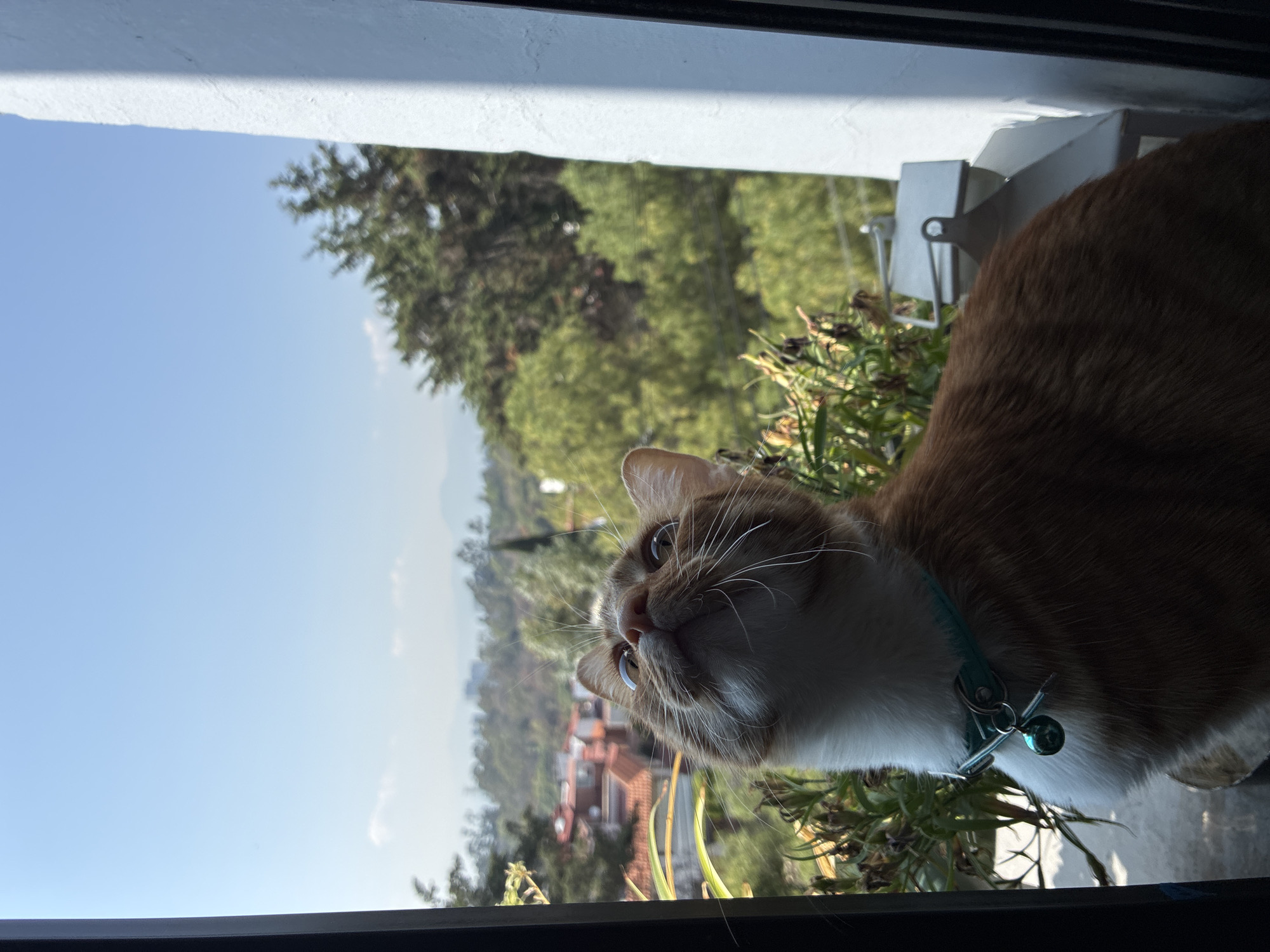 A cat with an orange and white coat and a blue collar with a silver bell sits in a window. The background consists of a green forest, houses with red-tiled roofs, and a blue sky, indicating an outdoor setting. The image was likely taken in Mexico City, Mexico, based on the architecture and landscape.