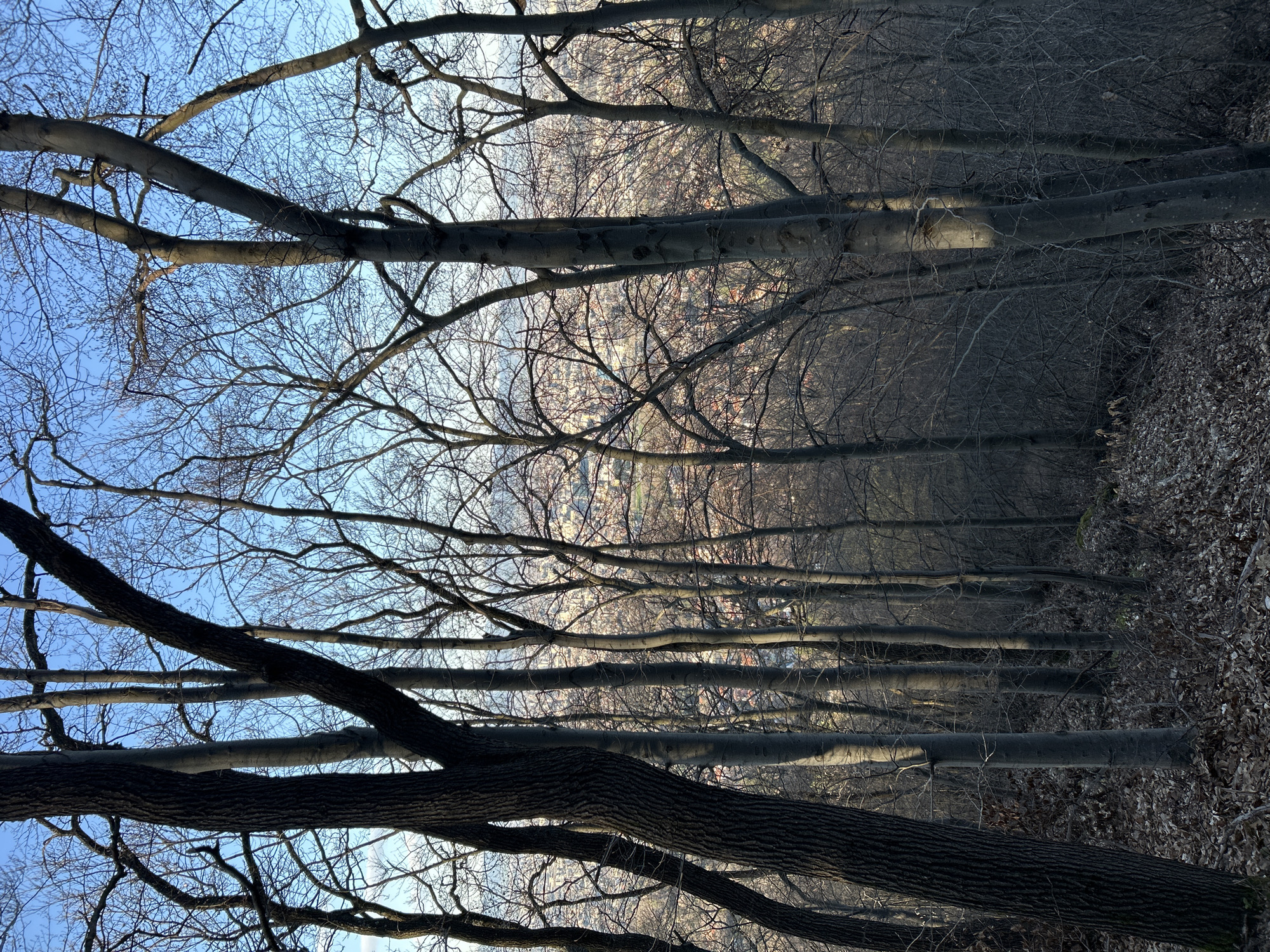 The image presents a view through a stand of bare trees, their branches reaching across a clear, blue sky in the upper left. The dense network of branches obscures a glimpse of a city skyline in the distance. The foreground and right side of the frame are filled with a mix of fallen leaves and tree trunks. The photograph seems to have been taken from ground level looking upwards through the trees.