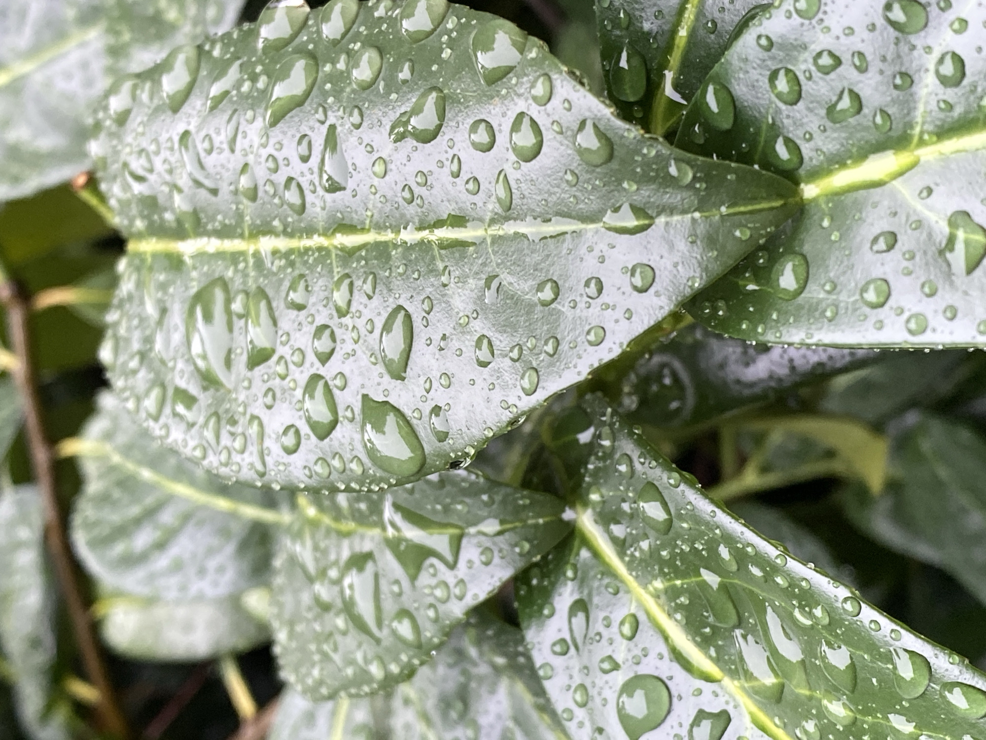 A close-up, eye-level shot captures a cluster of glossy, dark green leaves adorned with numerous translucent water droplets. The leaves, showing prominent veins, are clustered together, with some overlapping. The water droplets vary in size, from tiny beads to larger, more prominent spheres reflecting the surrounding environment. The background is softly blurred, hinting at more foliage and possibly a branch. The scene is suggestive of a recent rainfall, likely in a garden or natural setting within Bad Sachsa, Germany. There are no people or animals visible.