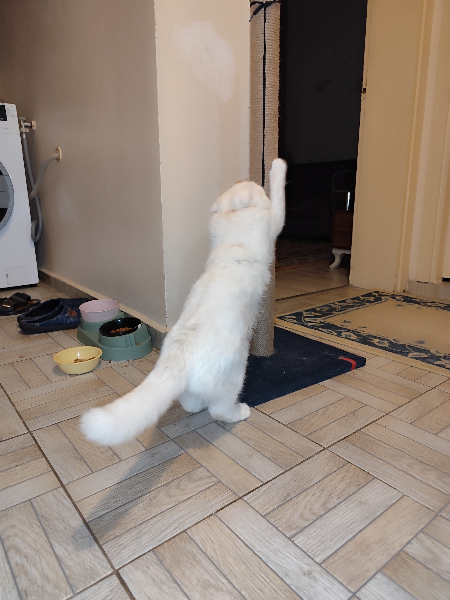 A fluffy, white cat is standing on its hind legs and scratching a scratching post. The scratching post is covered in a rope-like material. The cat is positioned in front of a doorway. In the background, there is a washing machine, cat bowls, and a rug. The floor is tiled. This photo was taken in Sarıyer, Turkey.