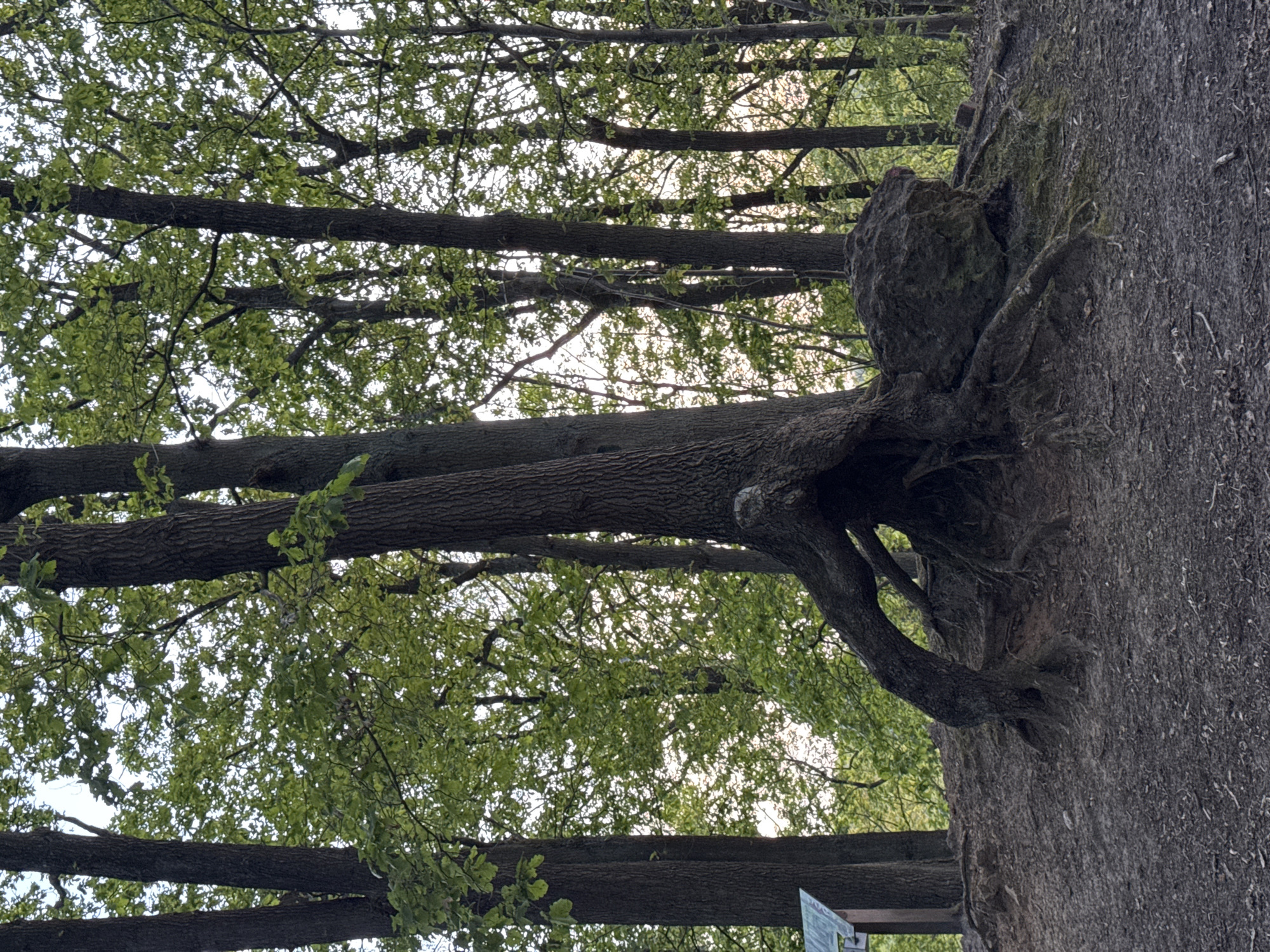 The image displays a natural outdoor scene, presented in a portrait orientation but depicting a landscape that appears to be rotated 90 degrees counter-clockwise. On the right side of the frame, what would be the ground or a path is visible, characterized by dark, earthy soil and some organic debris. Emerging from this ground are the exposed, gnarled roots of a large tree, leading to its substantial trunk.
To the left of the ground, and extending across most of the frame, is a dense forest or wooded area composed of numerous trees. These trees have dark, textured bark and are adorned with an abundance of bright green leaves, suggesting spring or early summer foliage. Their branches crisscross, forming a thick canopy. Through the gaps in the leaves and branches, a bright, diffused sky is visible, indicating an overcast day or soft lighting conditions.
No people or animals are visible, and no specific activity is taking place; the scene captures a static moment in nature. In the bottom right corner of the original image (which would be the bottom left if the image were correctly oriented), a small, blurry sign can be partially seen. It appears to have a reflective surface and a dark frame, but any text on it is illegible. The location cues point to a tranquil forest or park setting, consistent with Bures-sur-Yvette, France.