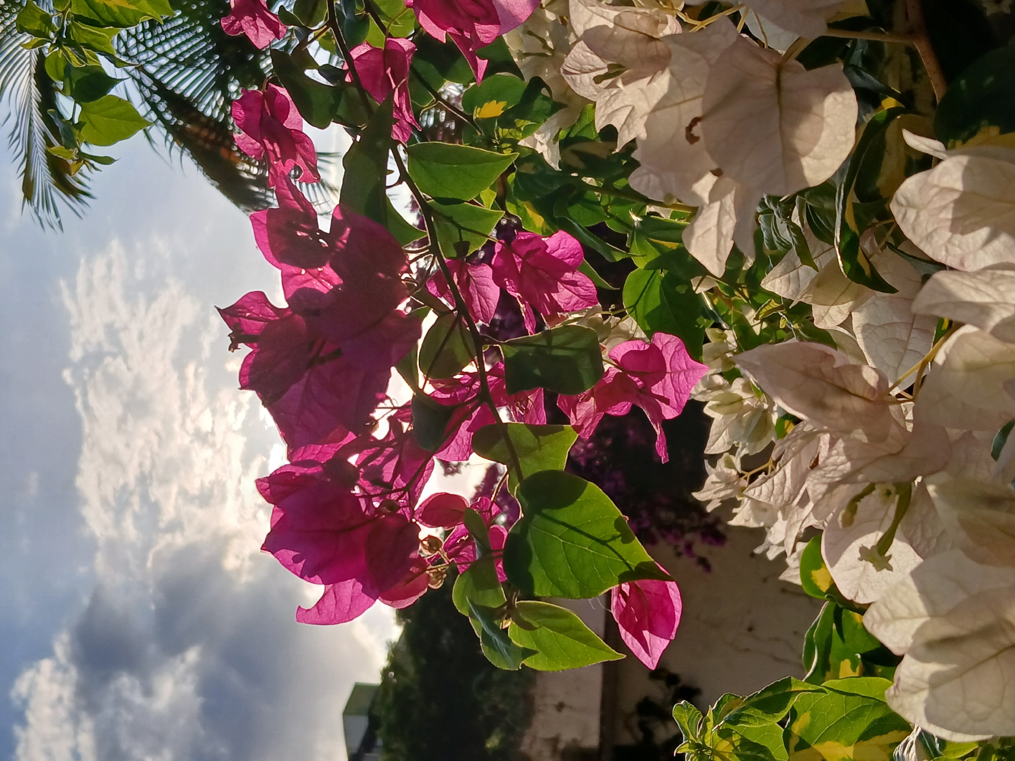 The image captures a close-up view of vibrant bougainvillea flowers, with pink and white blooms intertwined with green leaves. The flowers are backlit, suggesting a sunny day with the sun positioned behind the foliage. A blurred sky with clouds is visible in the background. The palm tree is also a notable feature, suggesting a tropical or subtropical environment. The location is most likely Ciudad Guayana, Venezuela, given the prompt. Other things in the background are a building and some other plants. The focus is on the flora, highlighting the interplay of light and color.