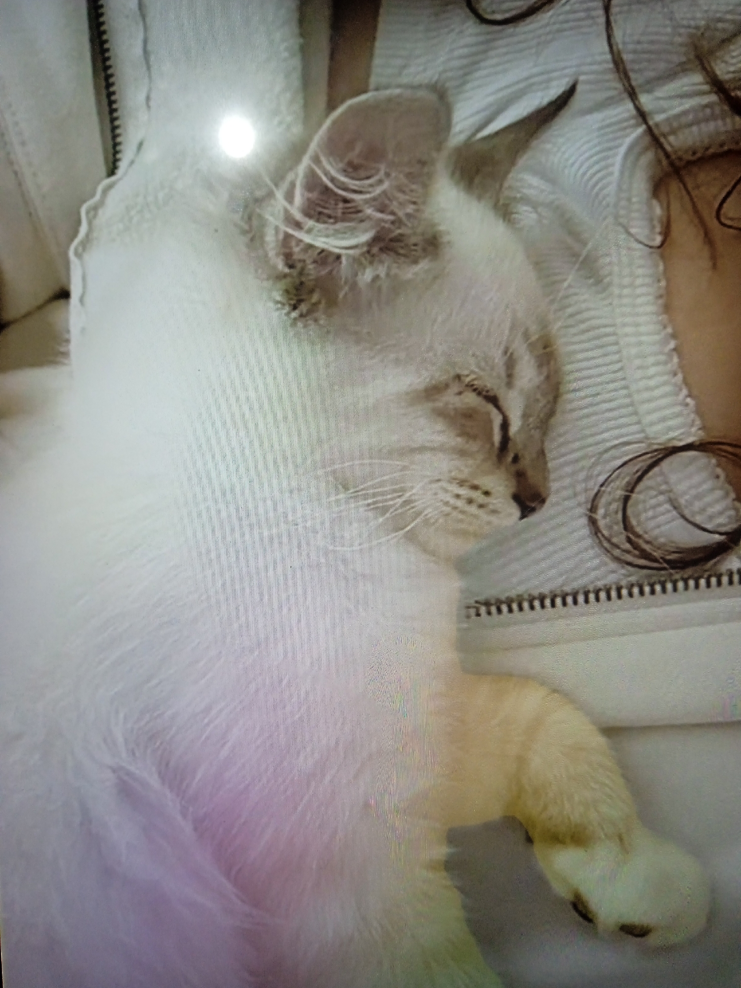 The image depicts a close-up, top-down view of a light-colored cat with tabby markings sleeping. The cat is lying on a white, textured surface, possibly a blanket or towel, which has a ribbed pattern and a zipper closure visible along the bottom edge of the frame. To the right of the cat's head, a coil of dark hair is present on the white surface. The cat's fur is predominantly white with subtle gray and beige markings on its face and ears. Its eyes are closed, indicating it is asleep. A faint purple hue is cast on the cat's chest, possibly due to lighting. The background is out of focus, but appears to be part of an indoor environment. There is no information in the image to suggest a location in Chernivtsi, Ukraine, or any other specific geographic location. The scene is static and peaceful, focusing on the sleeping animal.